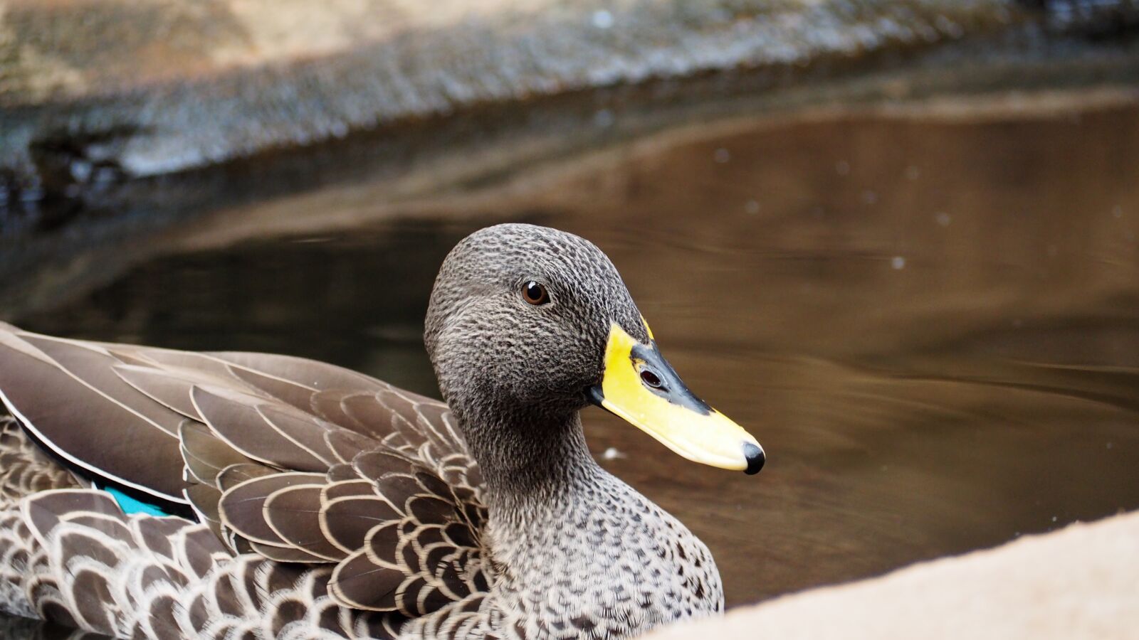 Olympus OM-D E-M10 II sample photo. Duck, african duck, bird photography