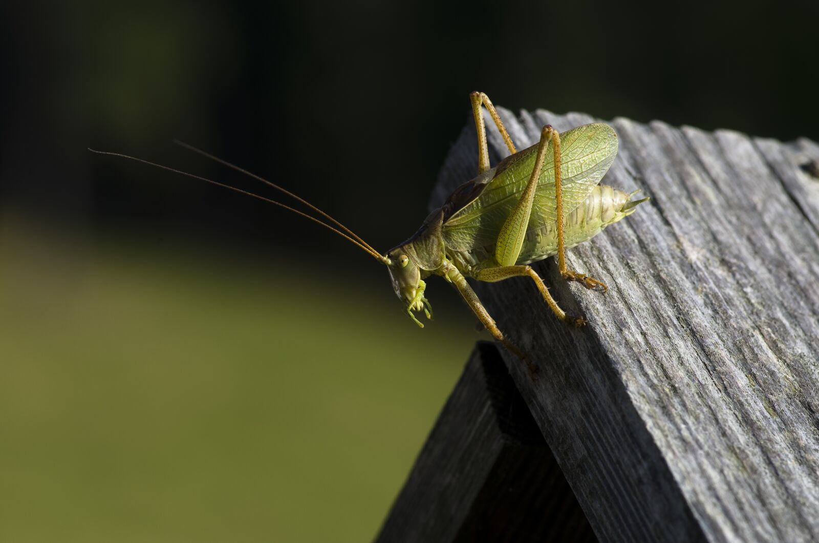 Pentax K-30 sample photo. Grasshopper, green, viridissima photography