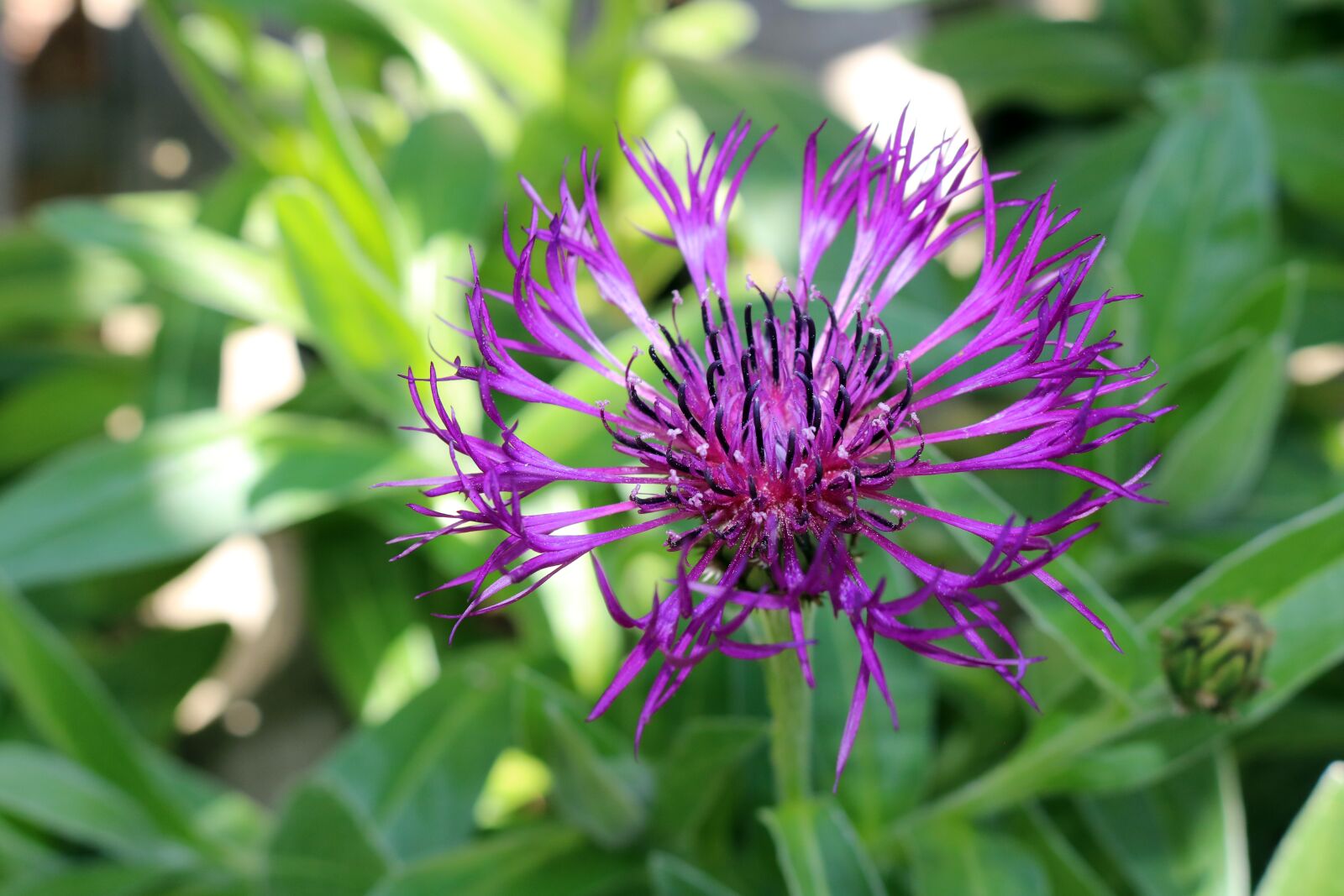 Canon EOS 750D (EOS Rebel T6i / EOS Kiss X8i) sample photo. Purple, flower, green photography