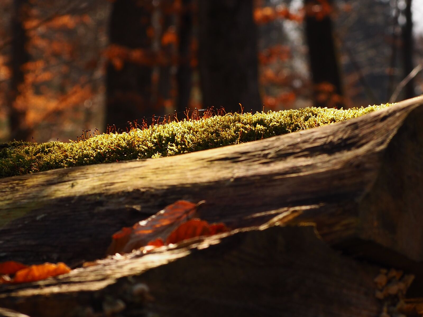 Olympus OM-D E-M10 II sample photo. Moss, forest, nature photography