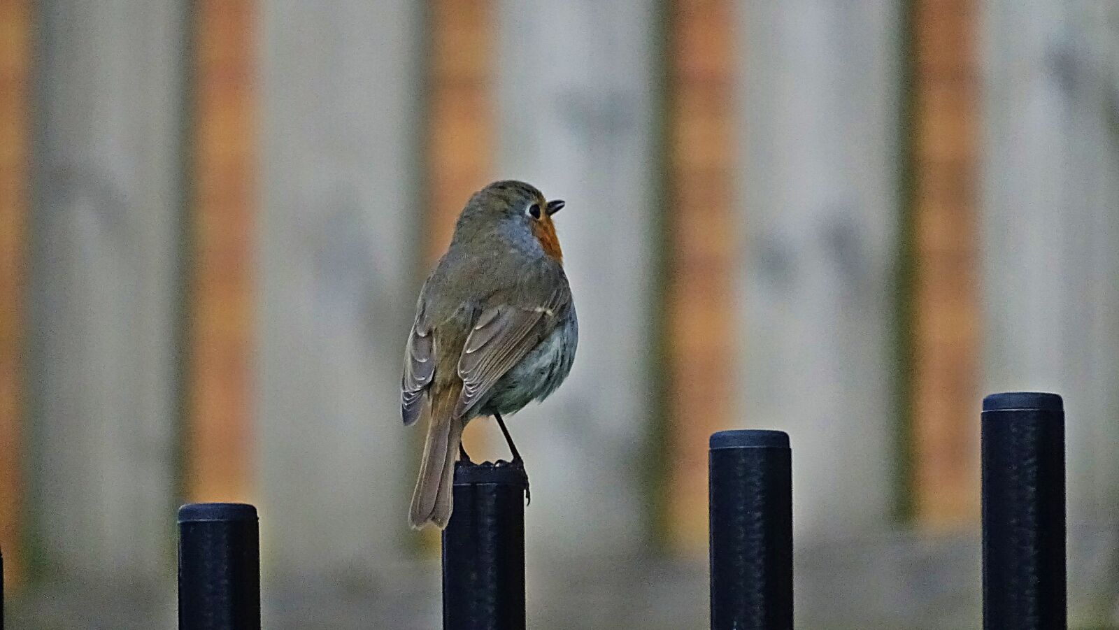 Sony Cyber-shot DSC-HX350 sample photo. Robin, bird, songbird photography