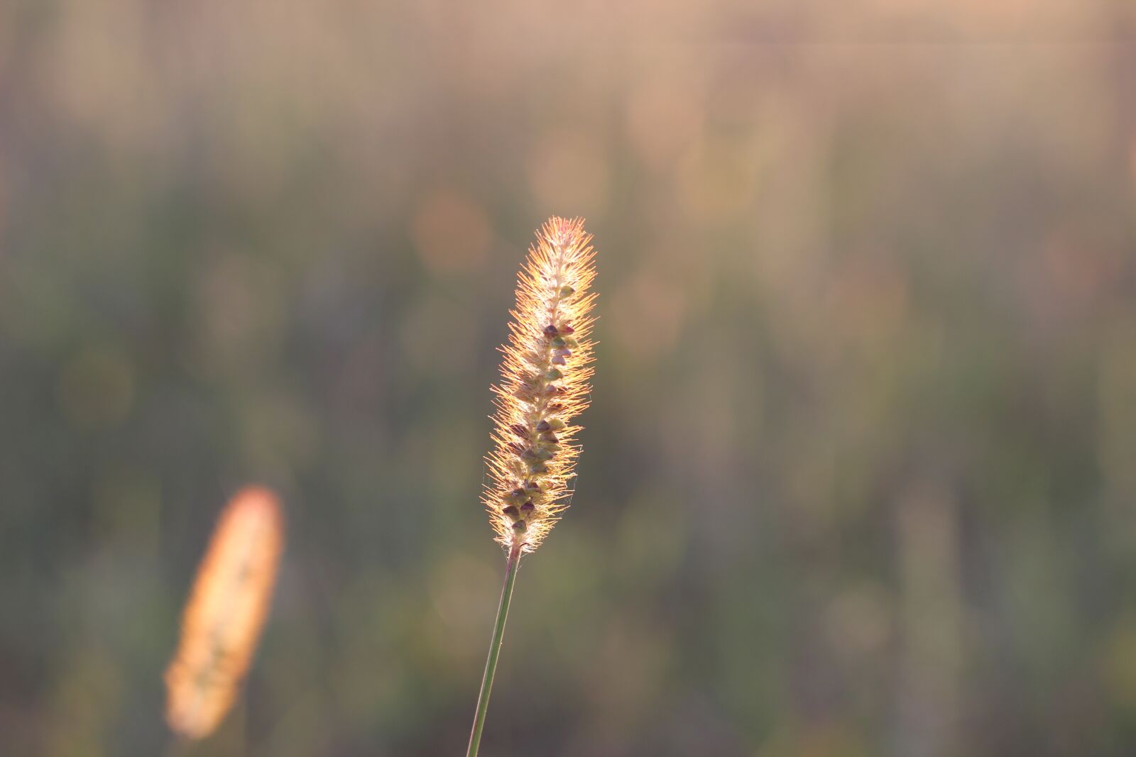 Canon EOS 550D (EOS Rebel T2i / EOS Kiss X4) sample photo. Grass, plant, evening photography