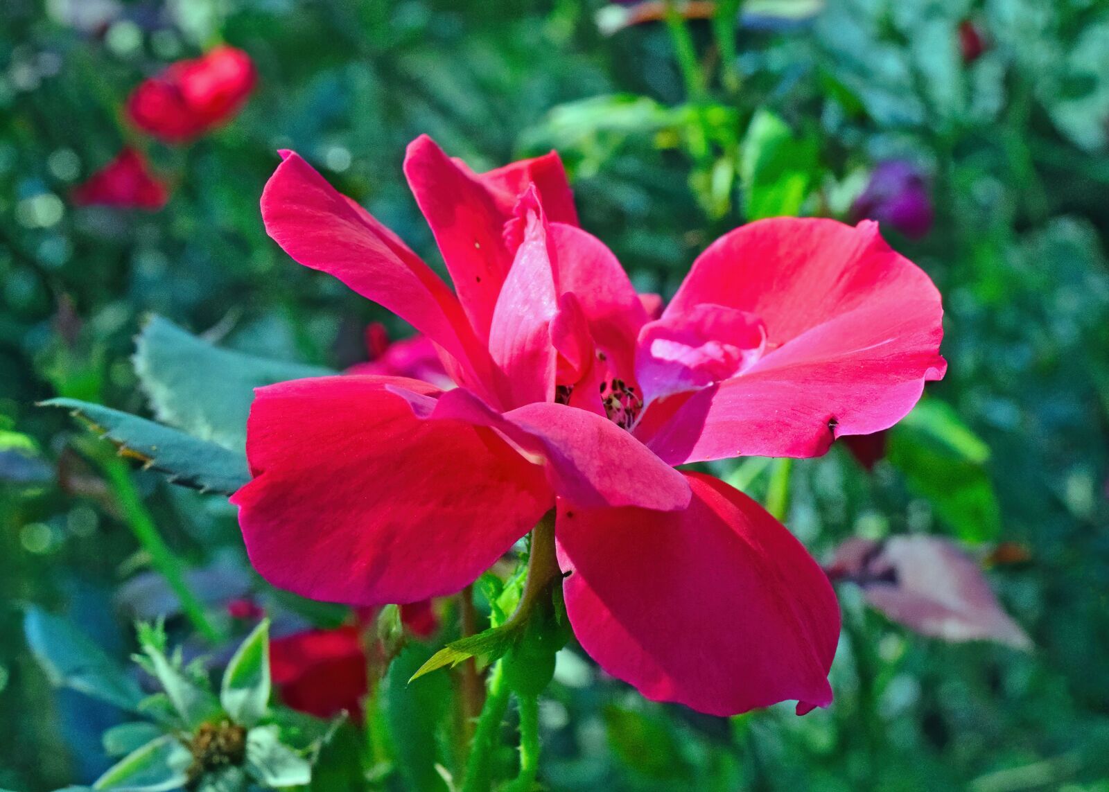 Nikon D3300 sample photo. Flower, petals, plant photography