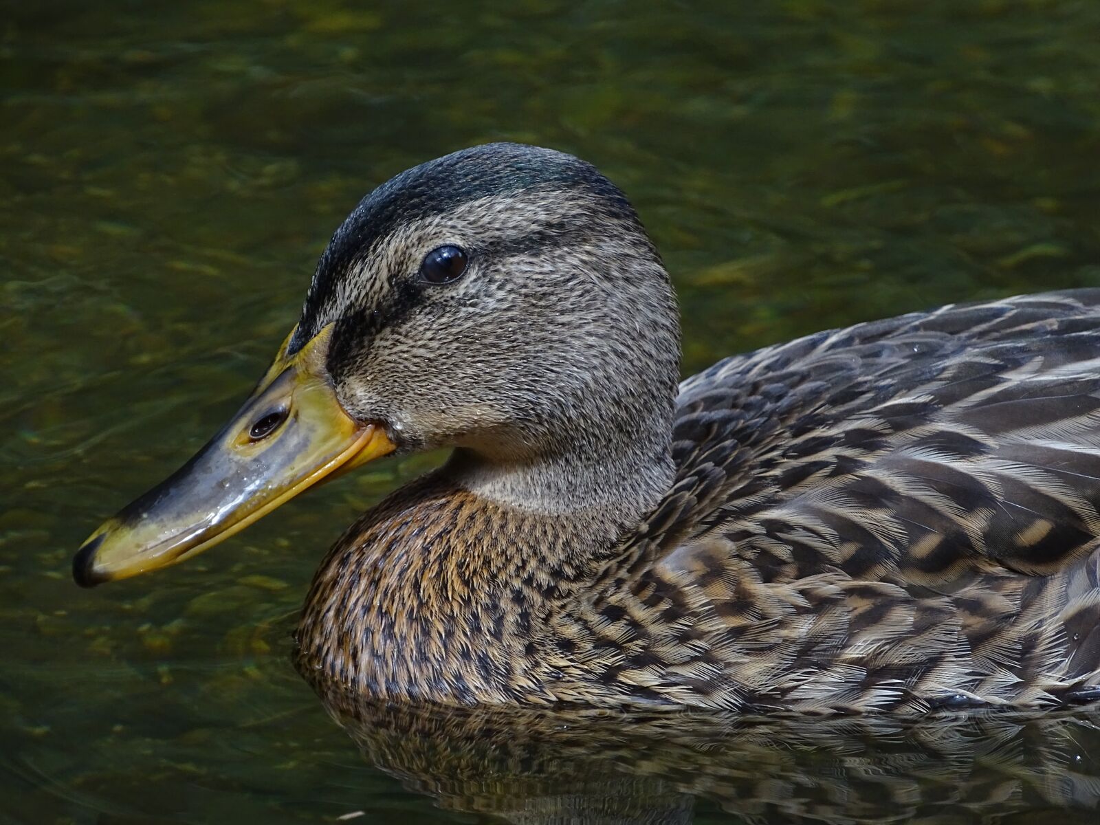 Sony Cyber-shot DSC-HX400V sample photo. Duck, water, water bird photography