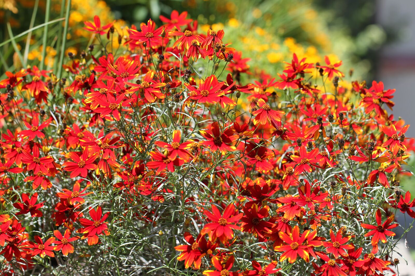 Canon EF 100mm F2.8L Macro IS USM sample photo. Flowers, red, red flower photography