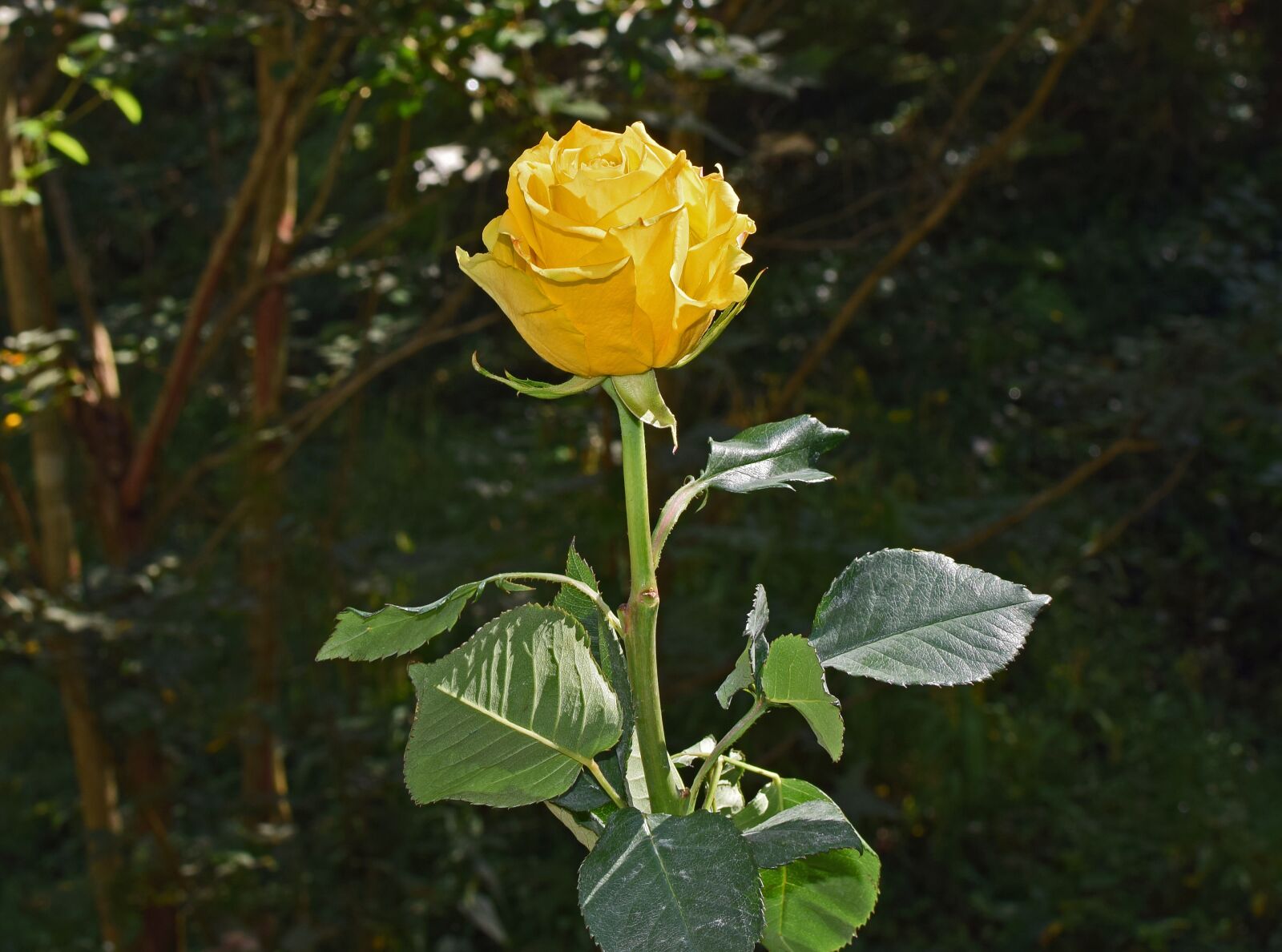 Nikon D3300 sample photo. Yellow-orange rose, rose, flower photography