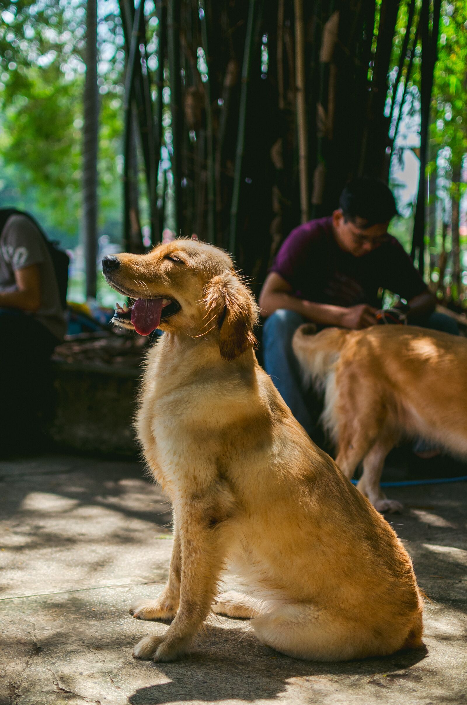 Nikon D7000 sample photo. Golden, animal, lovely photography
