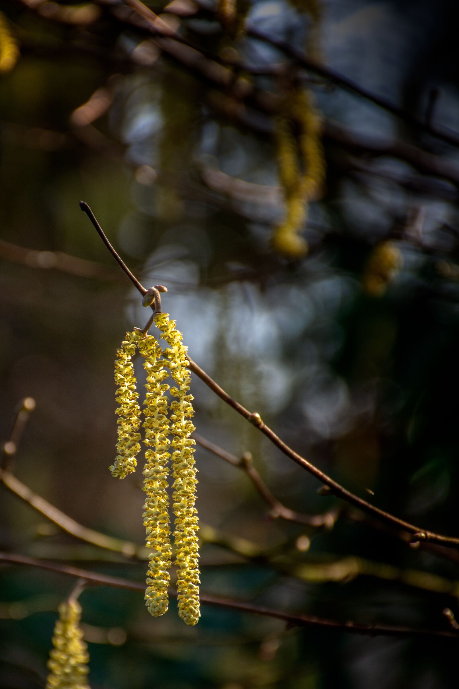 Nikon D7200 sample photo. Nature, tree, blossom photography