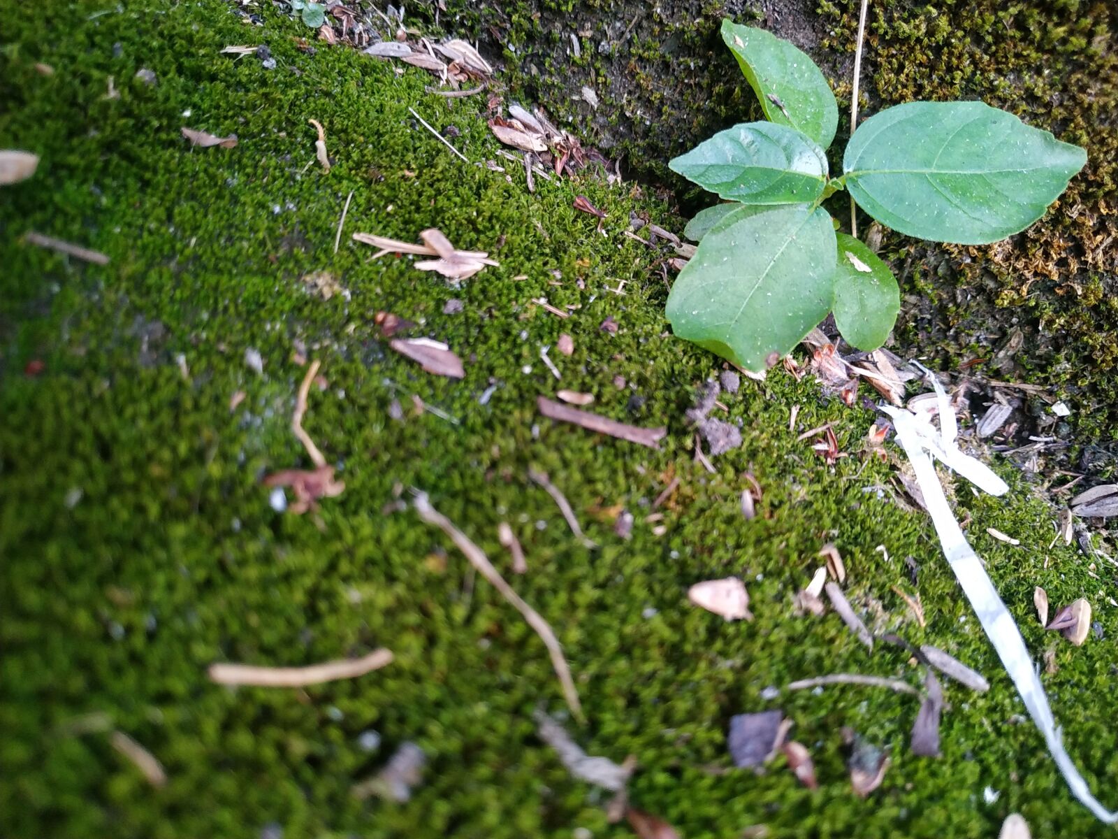 Xiaomi Redmi Note 6 Pro sample photo