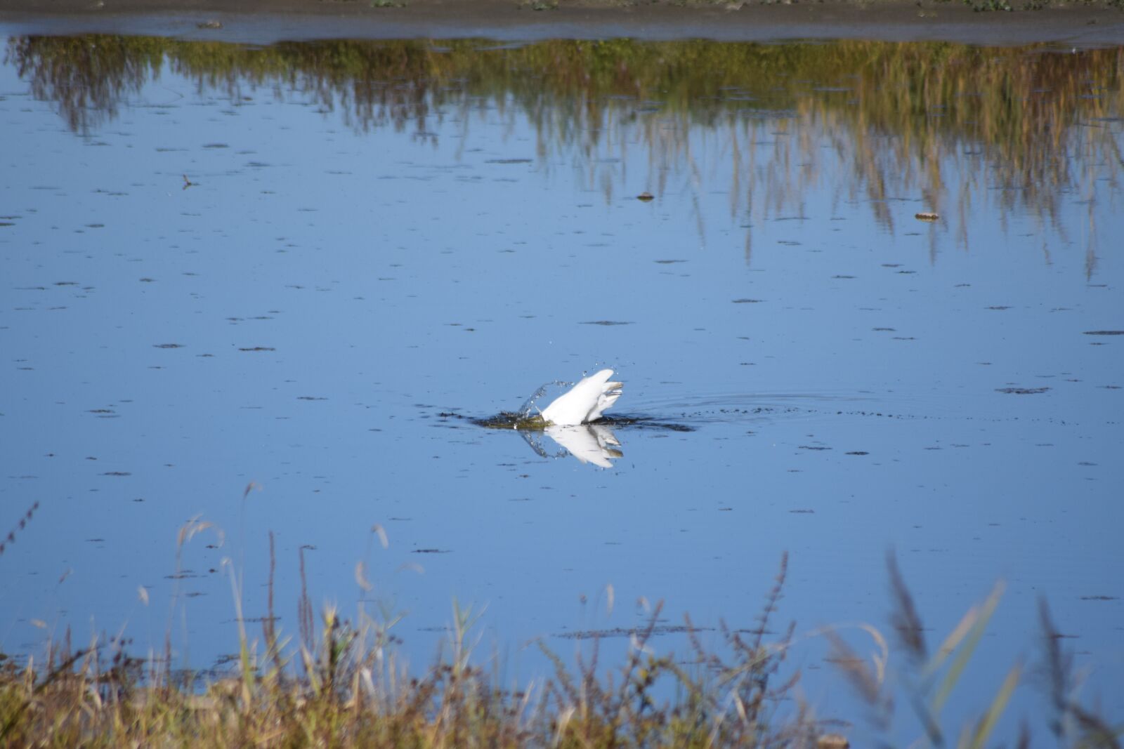 Nikon D5300 sample photo. Diving, water, heron photography
