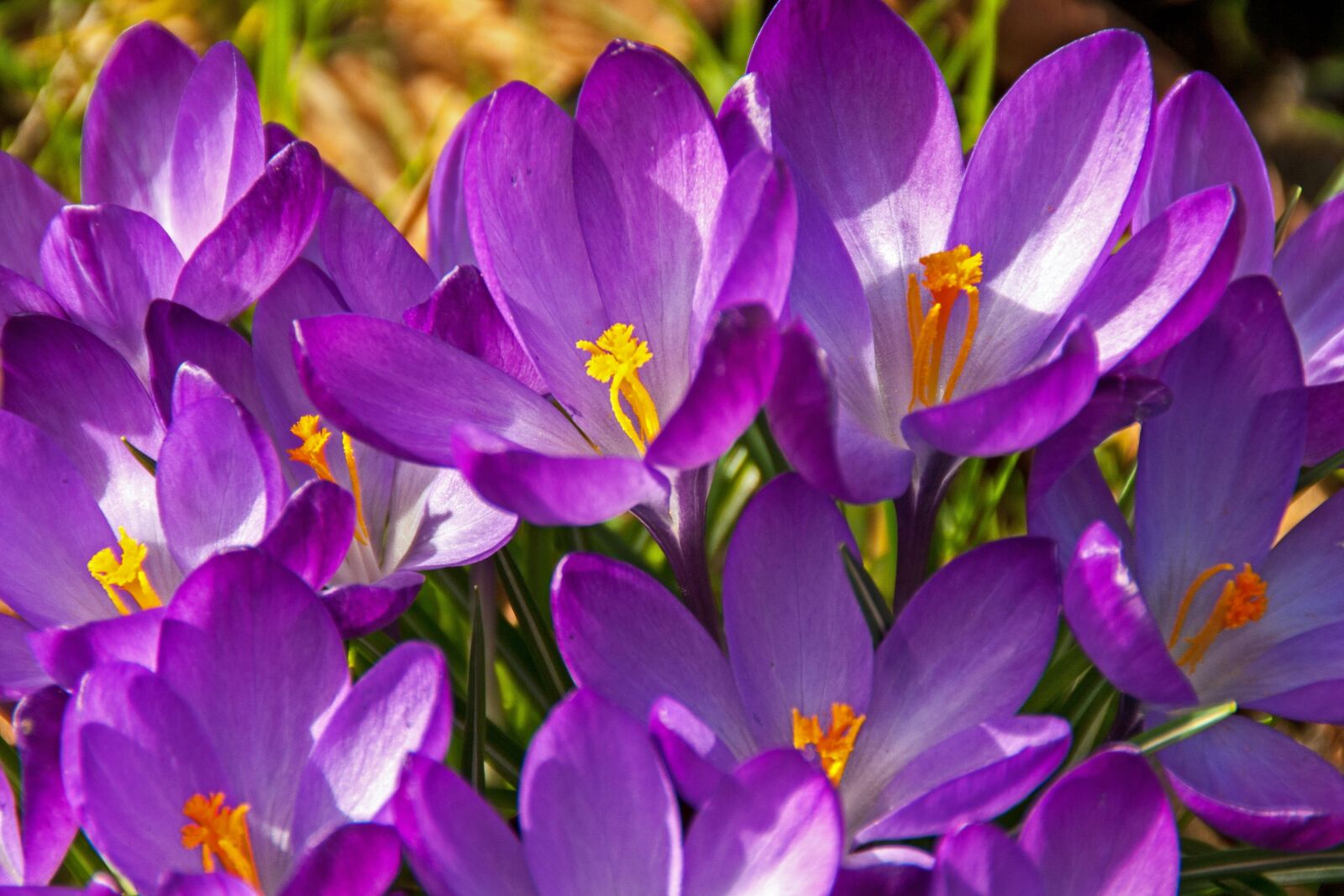 Canon EOS 400D (EOS Digital Rebel XTi / EOS Kiss Digital X) sample photo. Crocus, flower, blossom photography