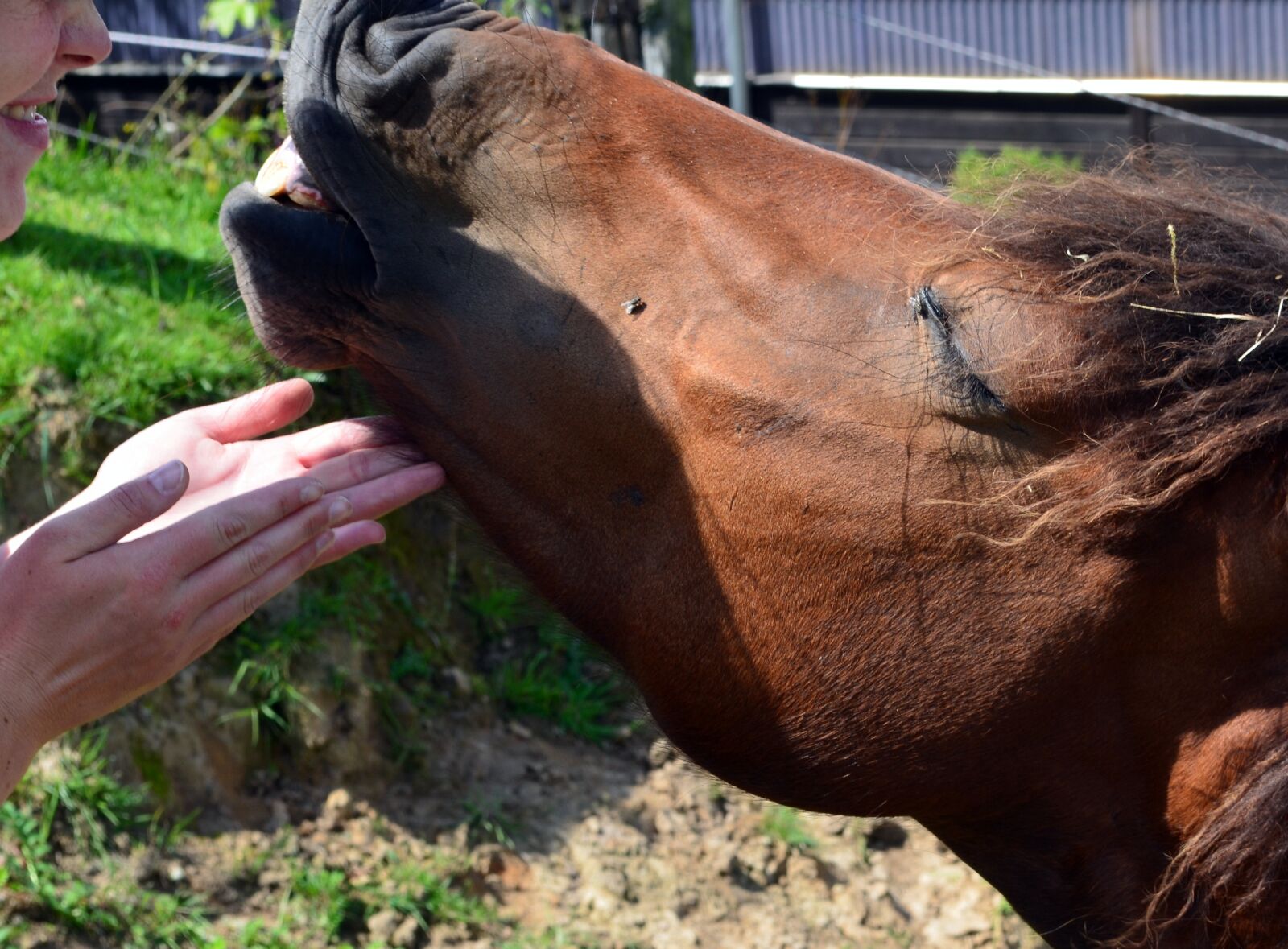 Nikon D5100 sample photo. Pony, horse, dare photography