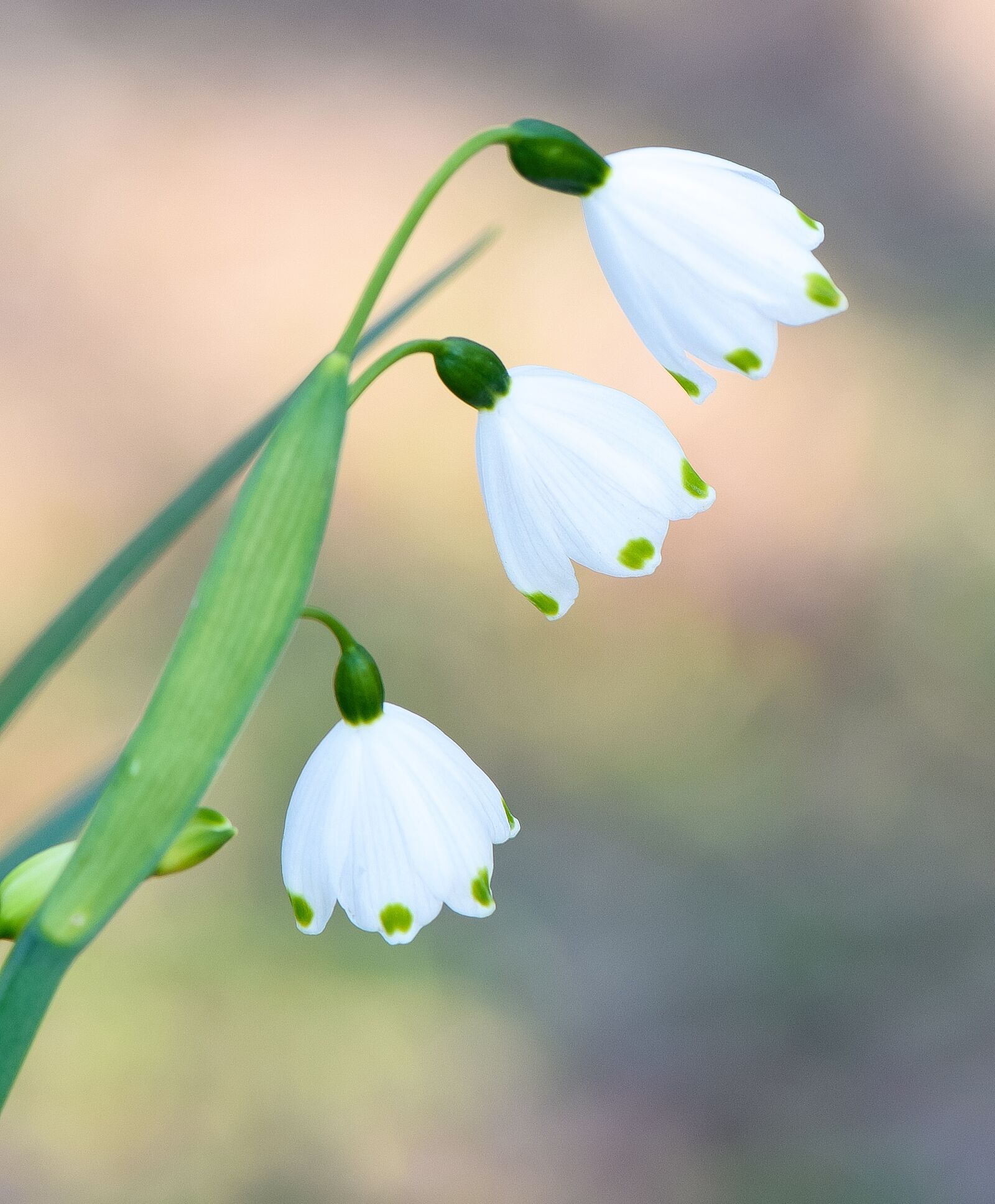 Nikon D5300 sample photo. Snow flake, spring, nature photography