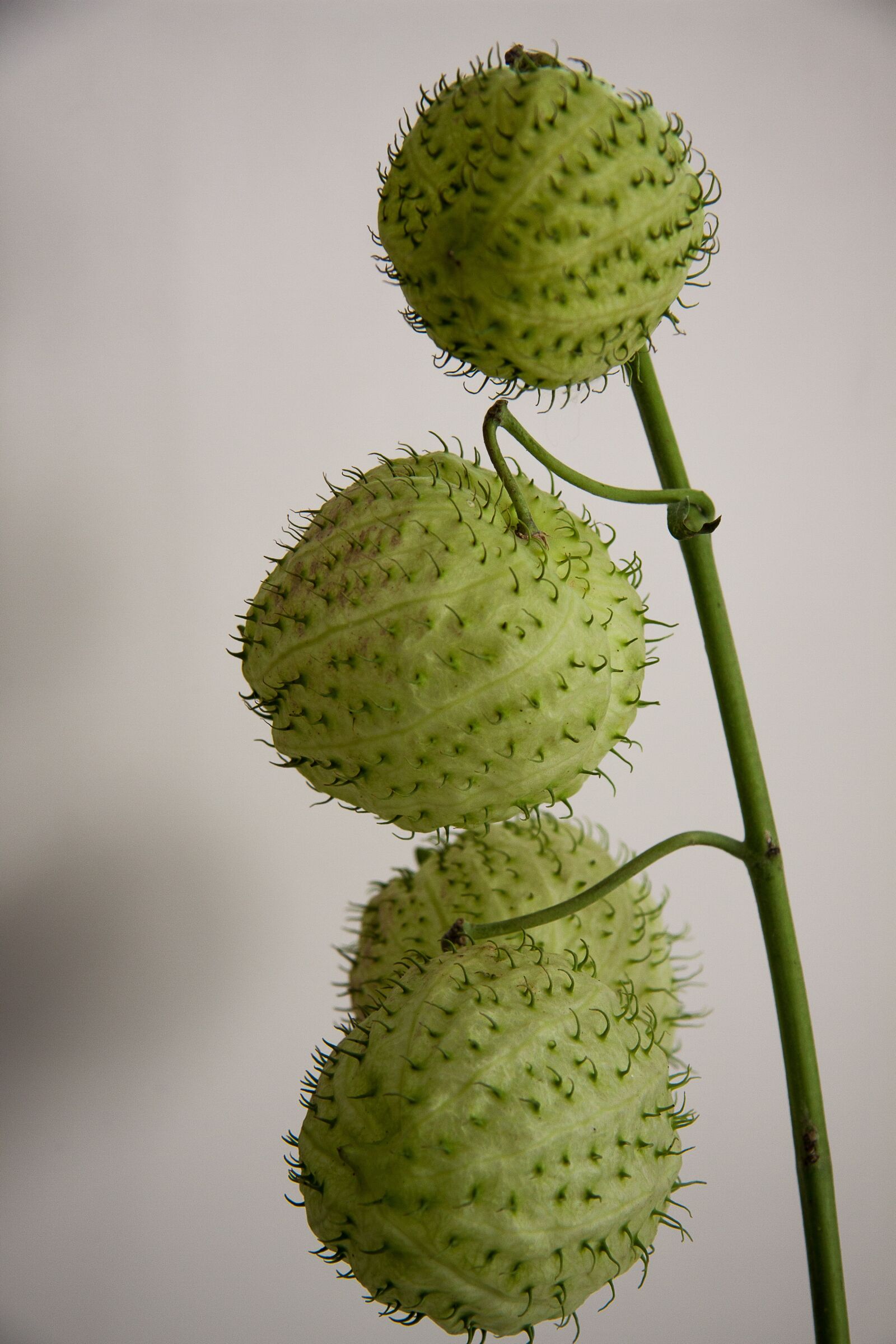 Canon EF-S 17-85mm F4-5.6 IS USM sample photo. Silk flower, balloon plant photography