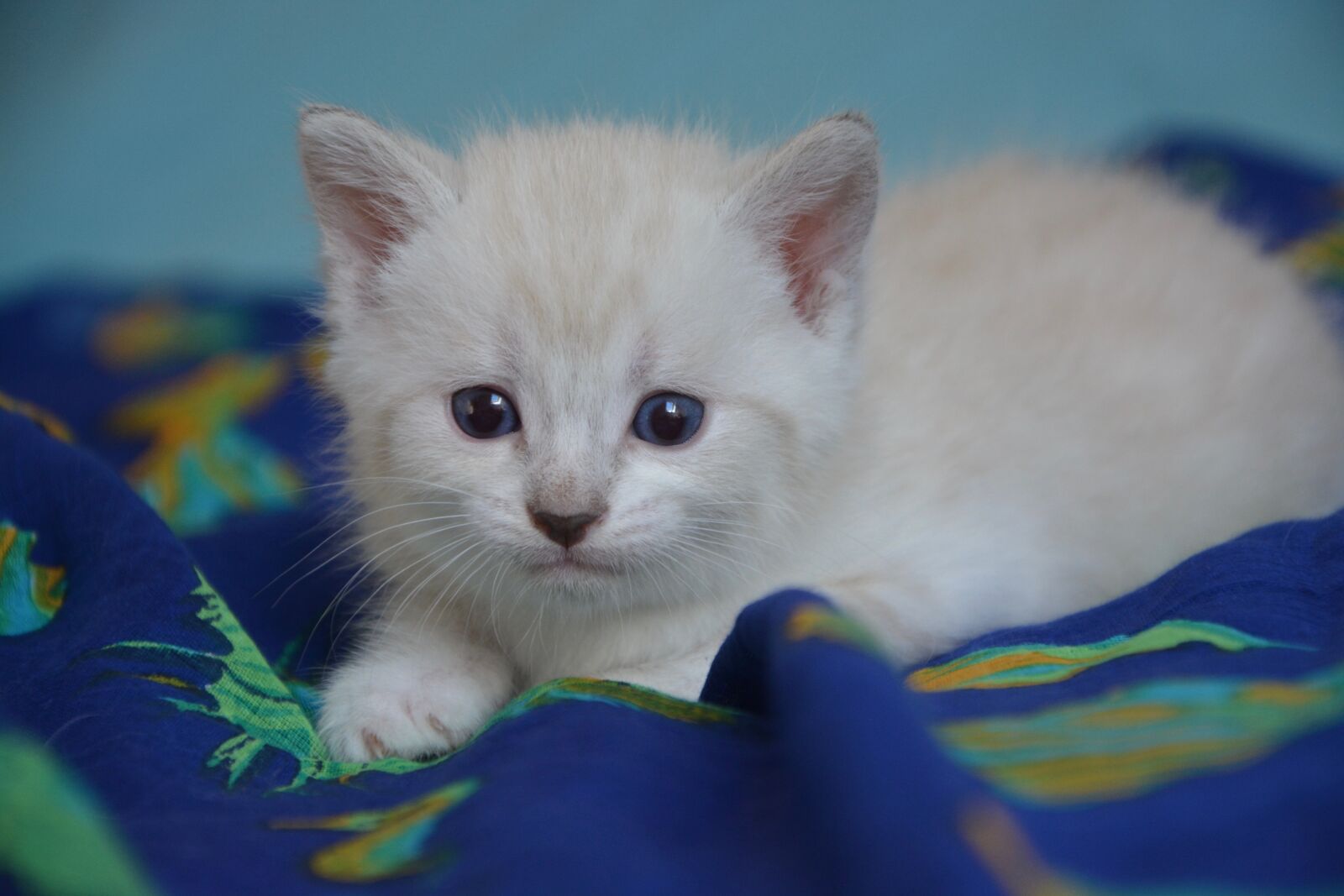 Nikon D5200 sample photo. Kitten, baby cat, cat photography