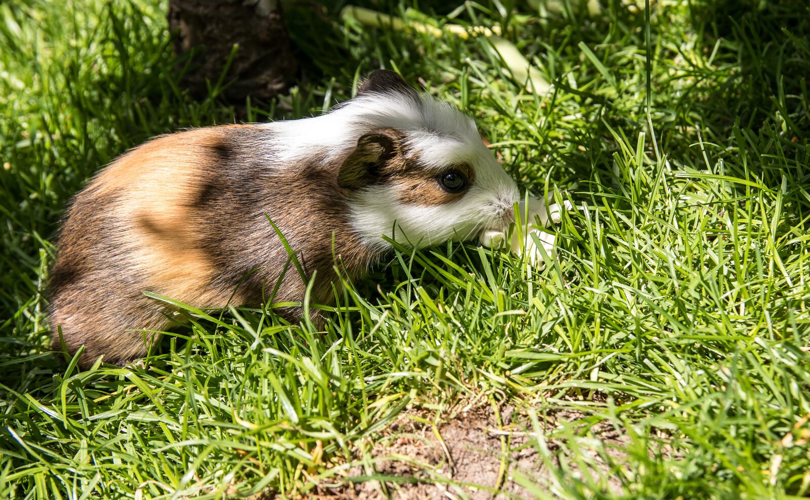 Canon EOS 80D sample photo. Guinea pig, rodent, animal photography