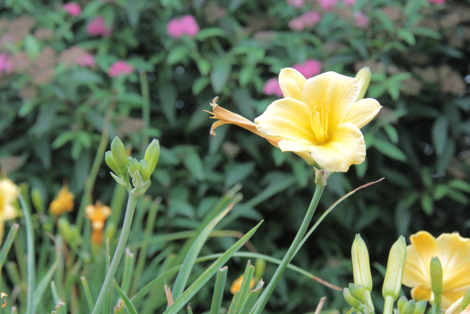 Canon EF-S 18-200mm F3.5-5.6 IS sample photo. Nature, flower, garden photography