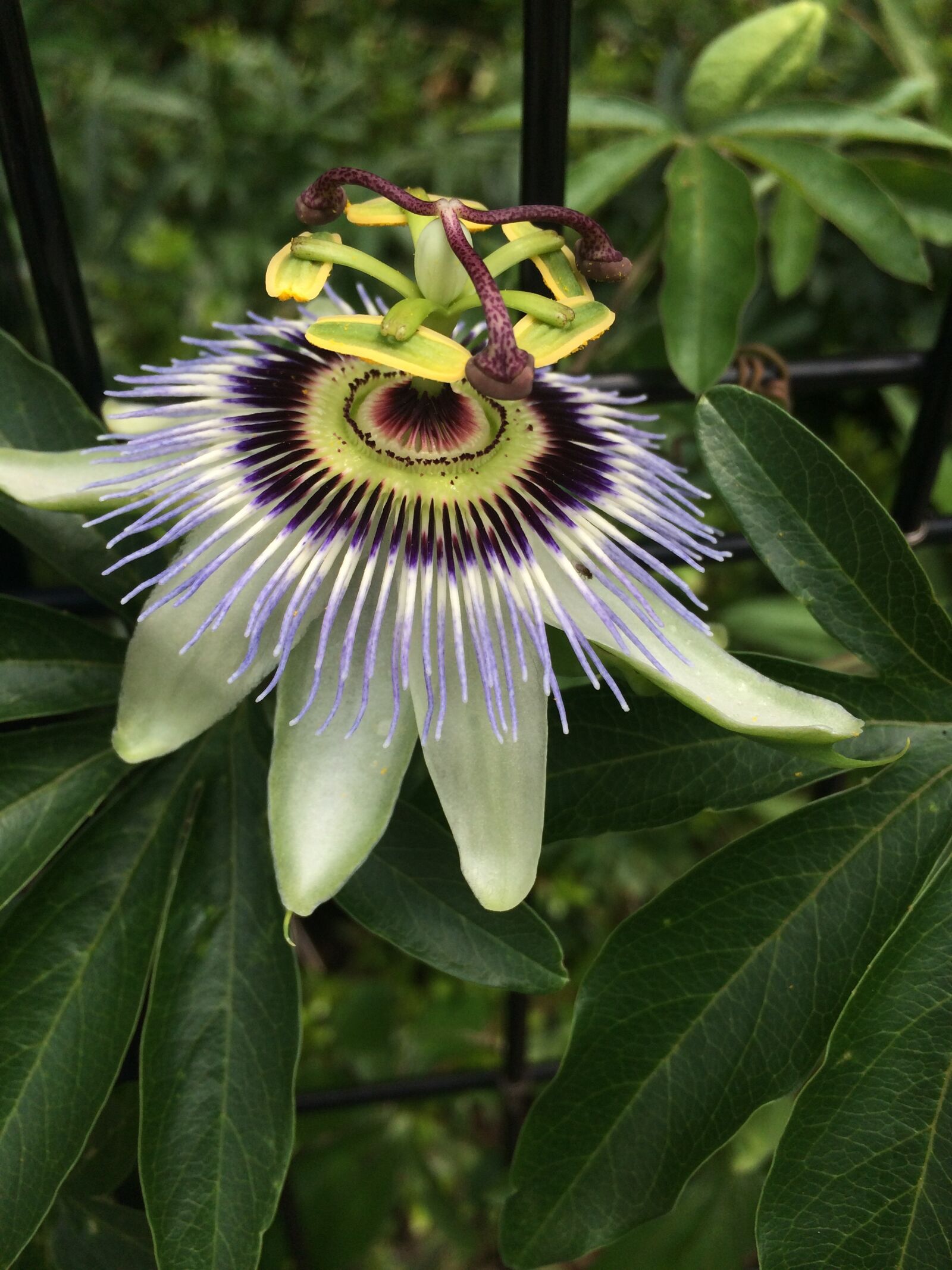 iPhone 5s back camera 4.12mm f/2.2 sample photo. Passion flower, flowers, strange photography