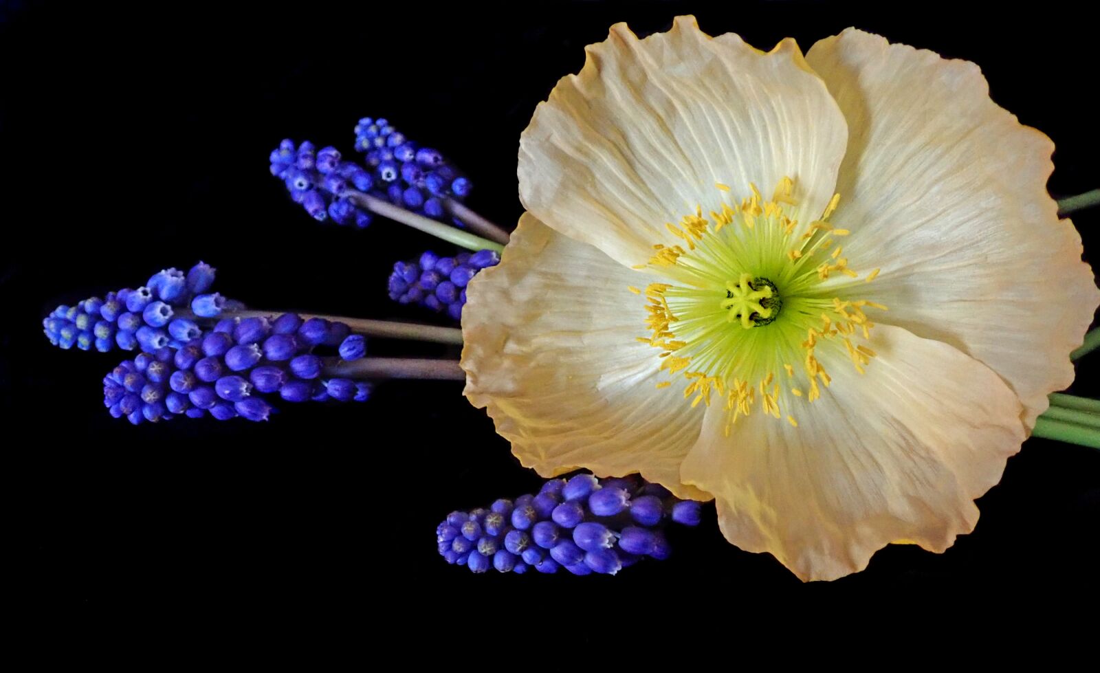 Olympus TG-5 sample photo. Poppy, flower, grape hyacinths photography