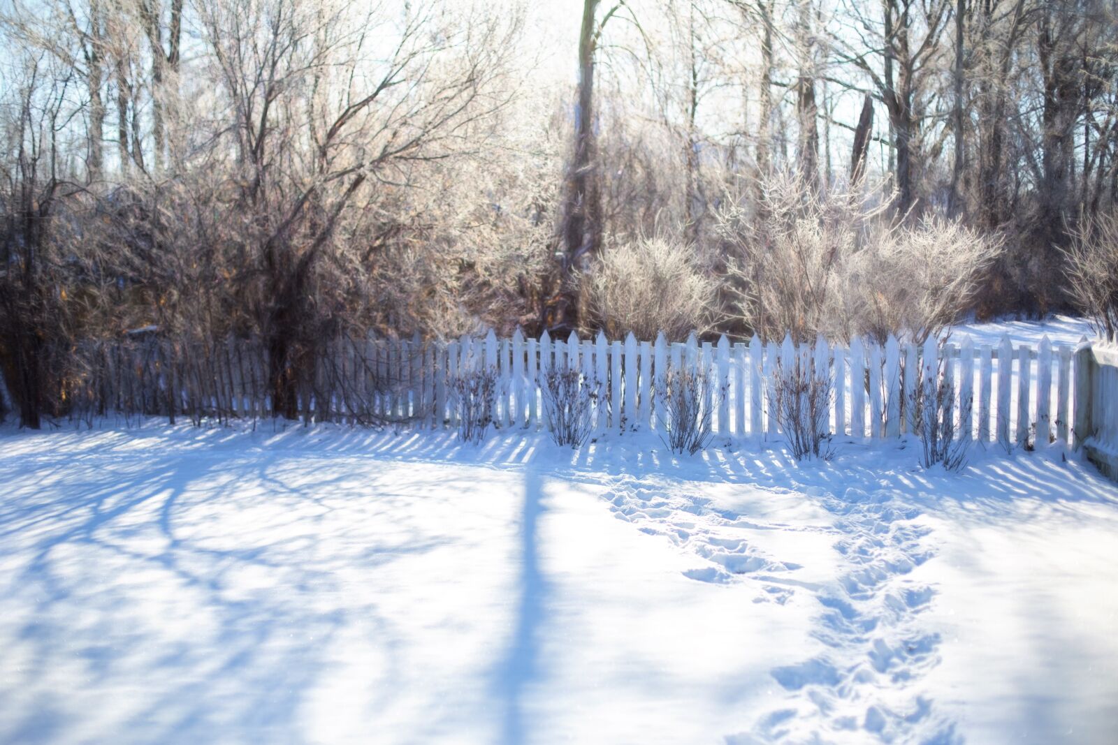 Canon EF 50mm F1.4 USM sample photo. Winter, cold, snow photography