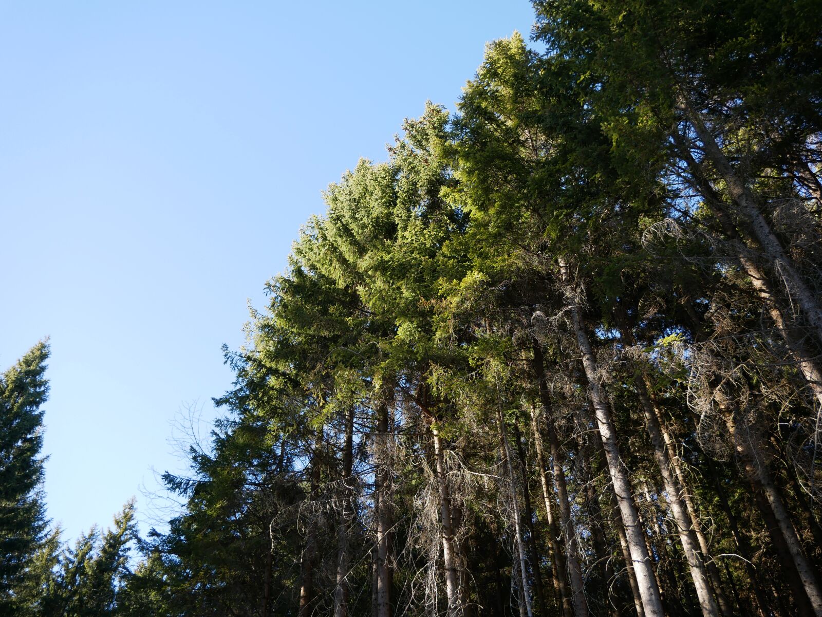 Panasonic DMC-G81 sample photo. Forest, trees, landscape photography