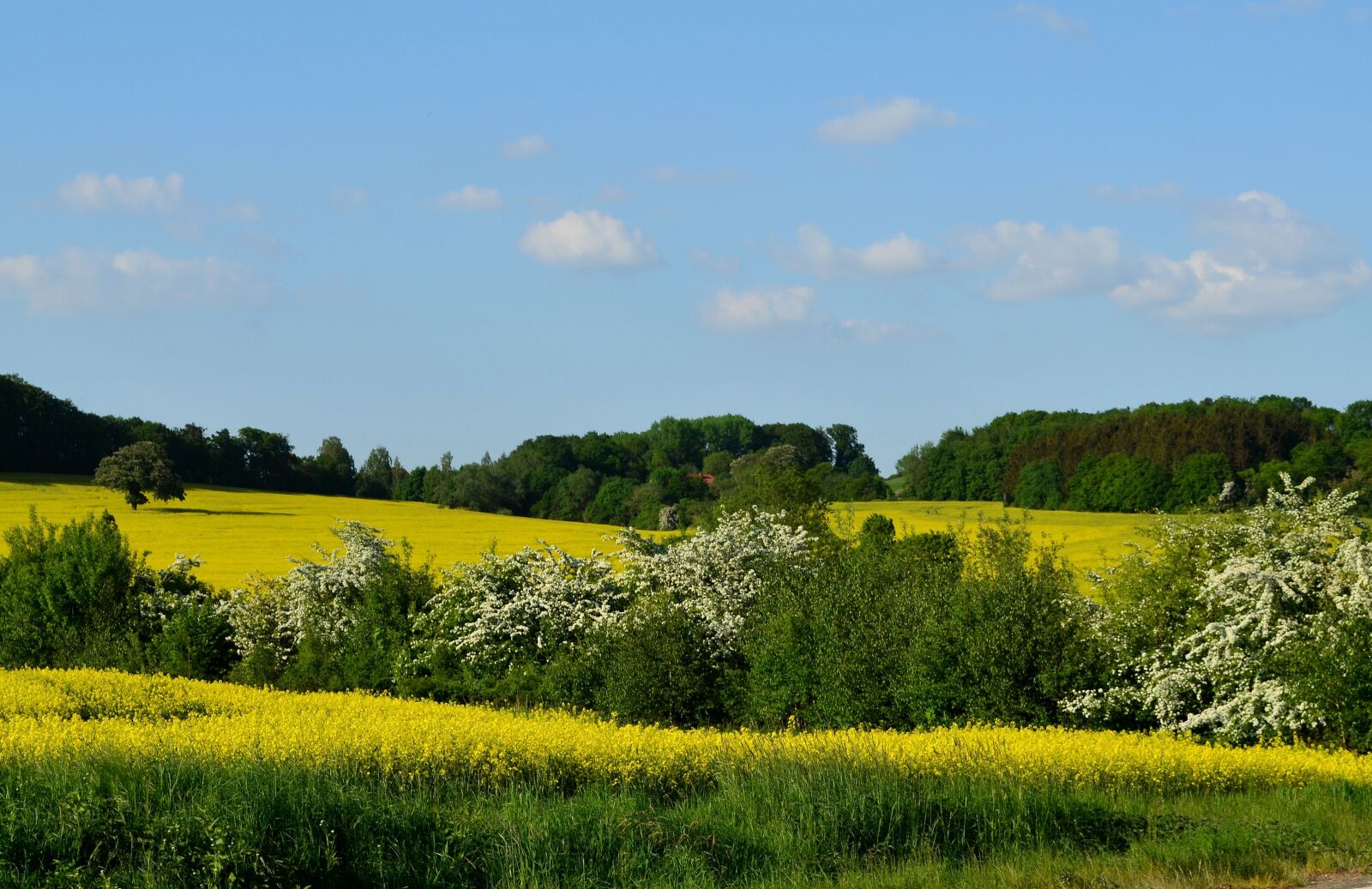 Nikon D5100 sample photo. Field of rapeseeds, spring photography