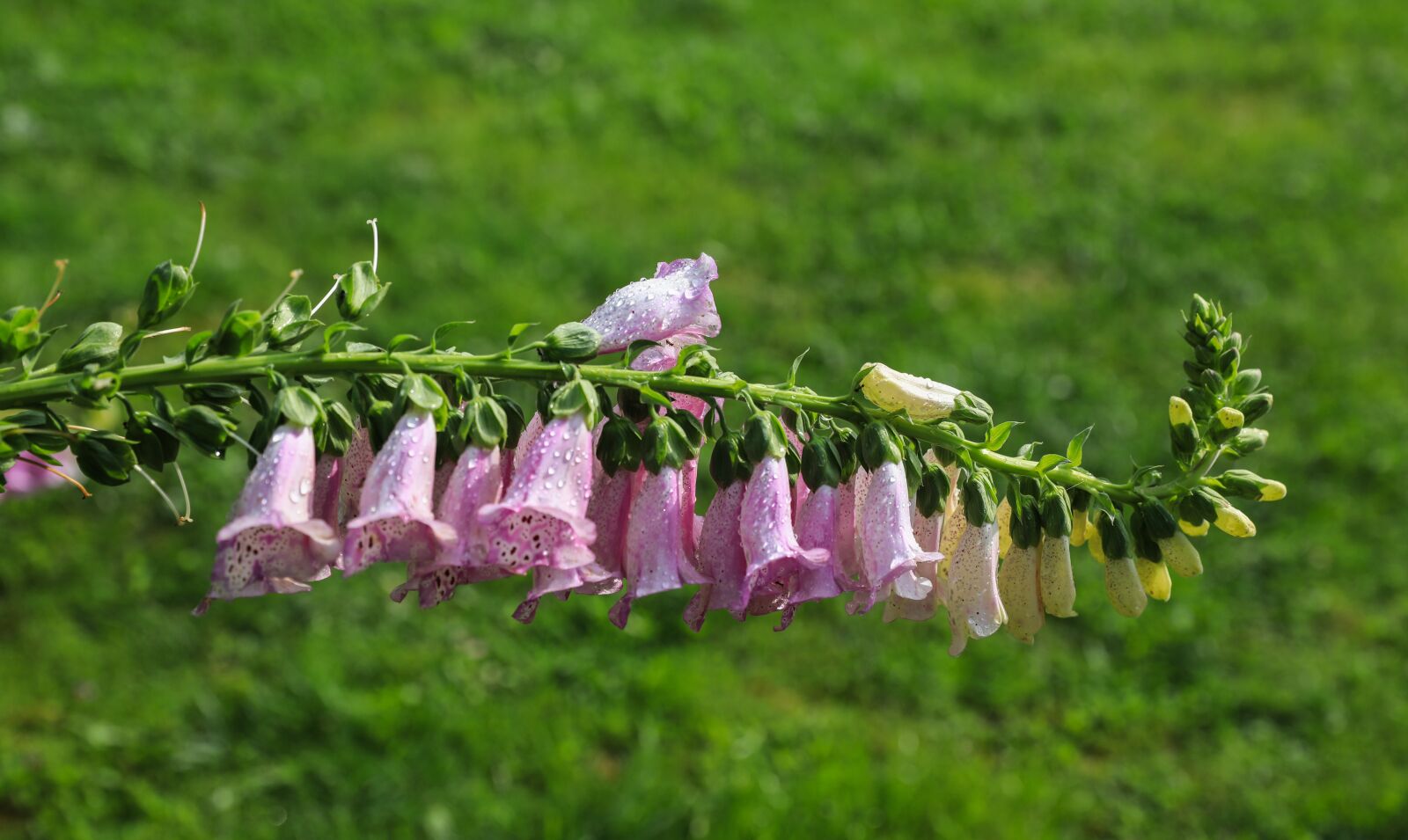 Canon EOS 5D Mark IV sample photo. Foxglove, flower garden, pink photography