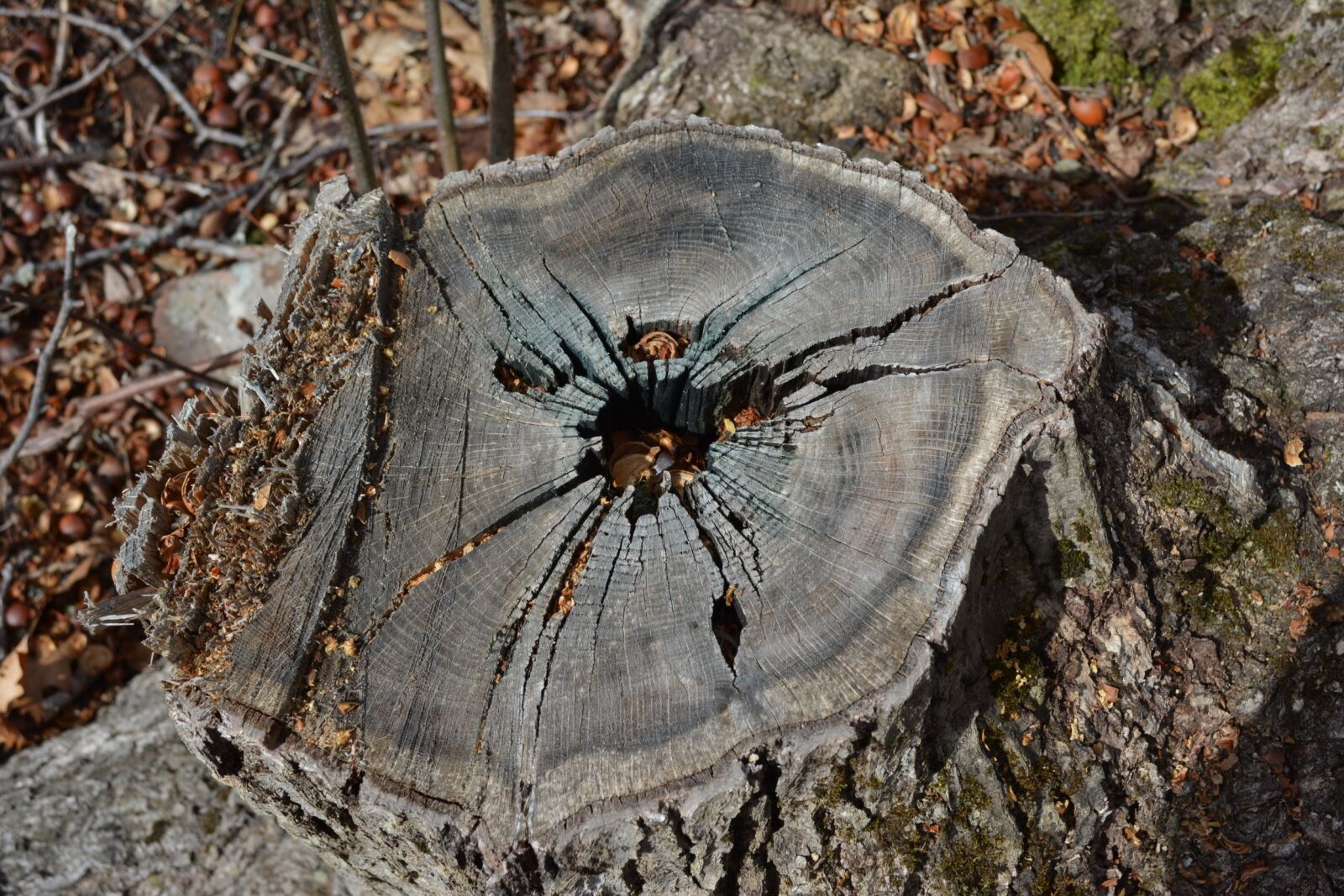 Nikon D5200 sample photo. Nature, outdoors, wood photography