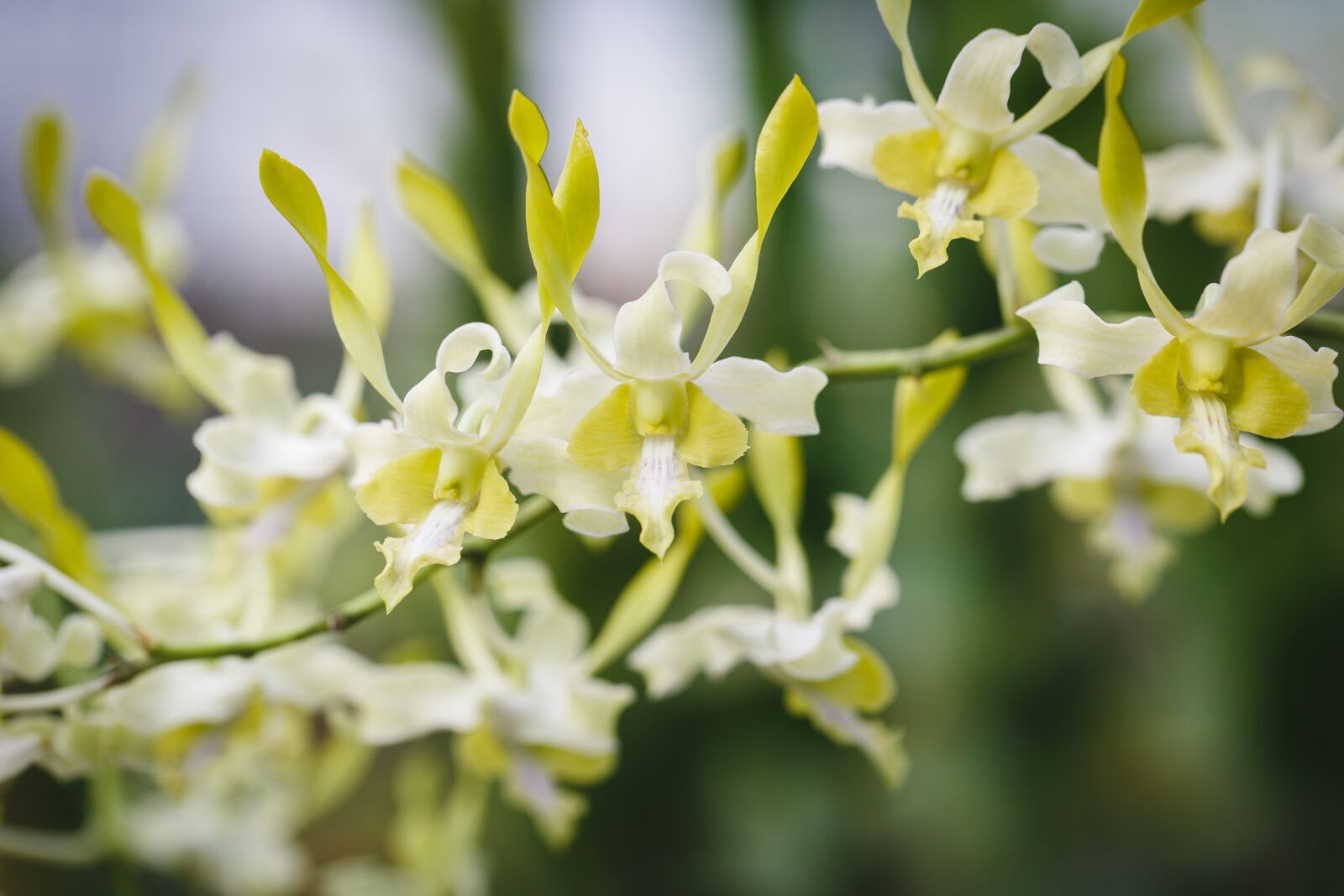 Canon EF 100mm F2.8L Macro IS USM sample photo. Natural pure, fresh, asia photography