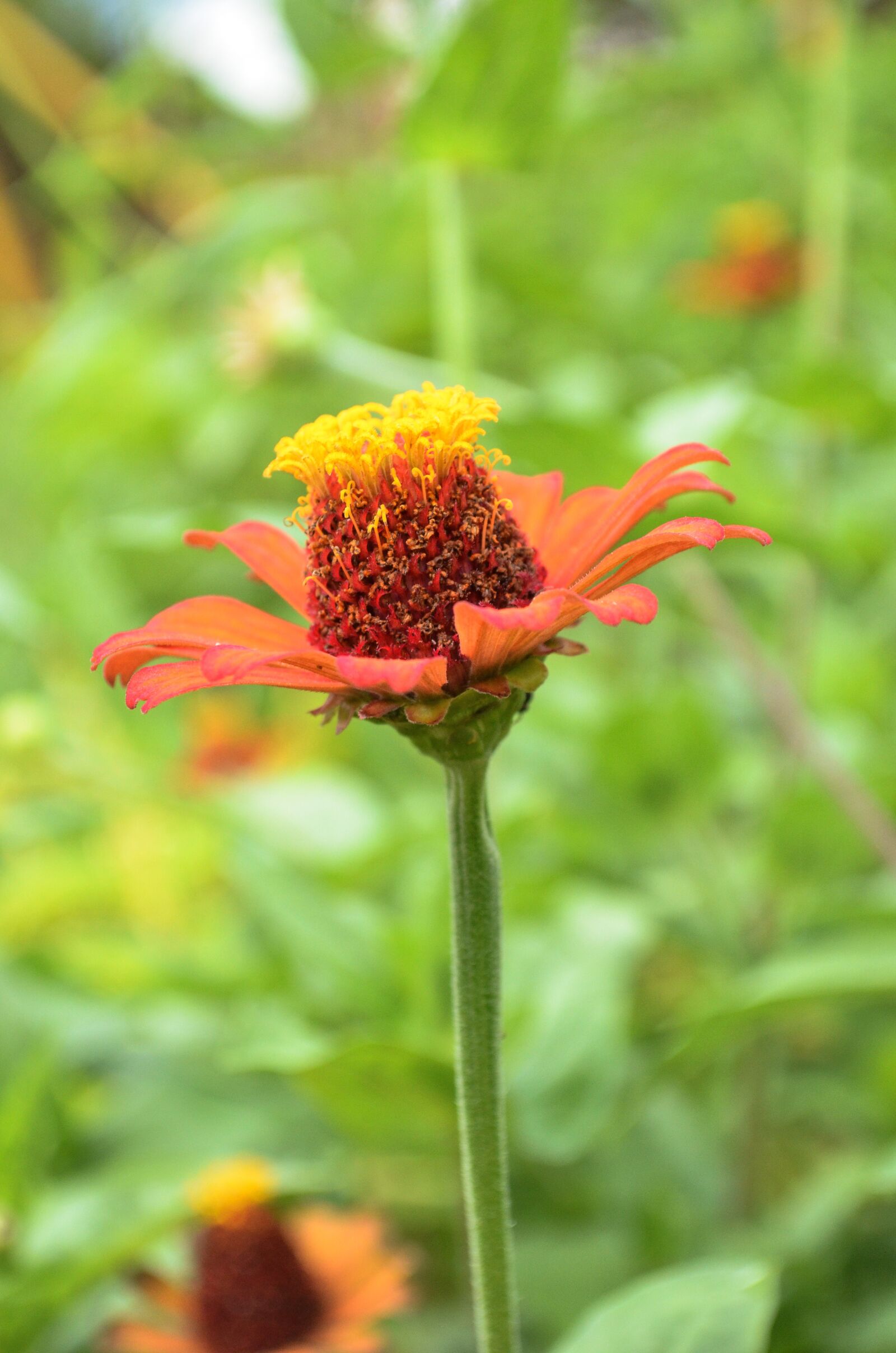 Nikon D5100 sample photo. Flower, camp, nature photography
