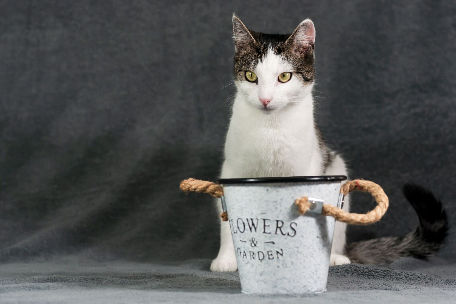 Nikon D90 sample photo. Animal, pet, cat photography