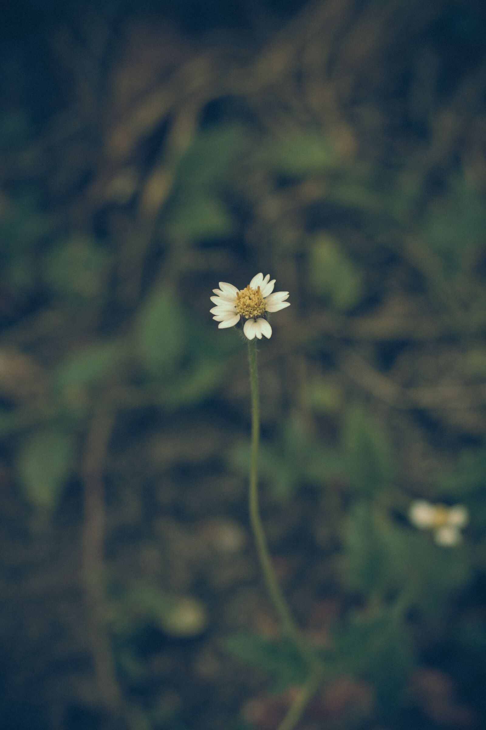 Canon EOS 700D (EOS Rebel T5i / EOS Kiss X7i) + Canon EF 50mm F1.8 STM sample photo. Thailand, flower, flowers photography