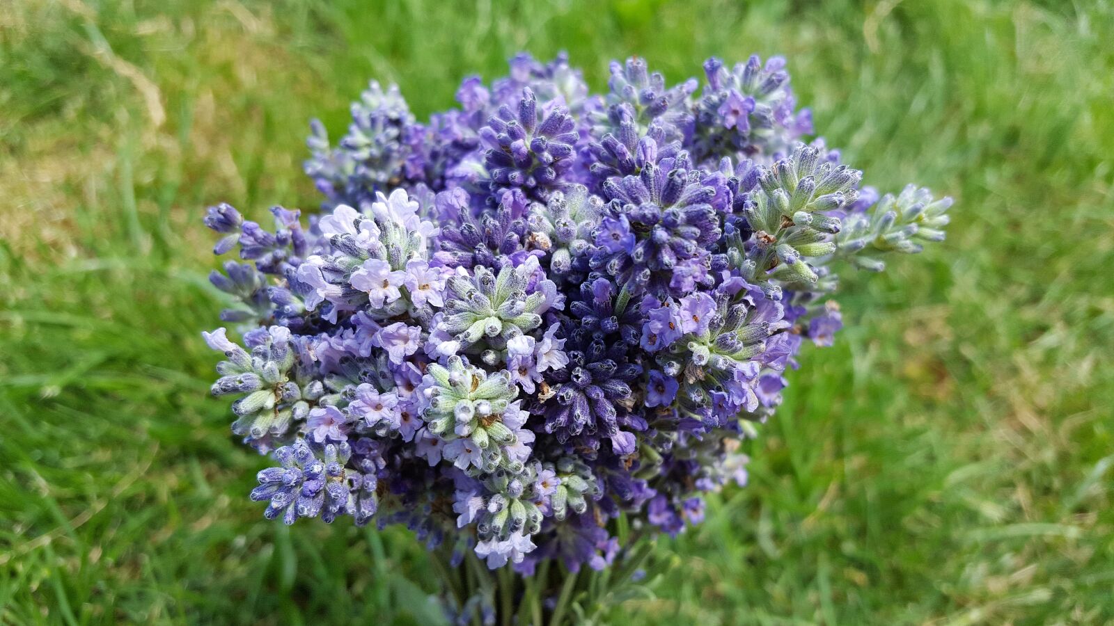 Samsung Galaxy S6 sample photo. Lavender, lavender flowers, lavandula photography