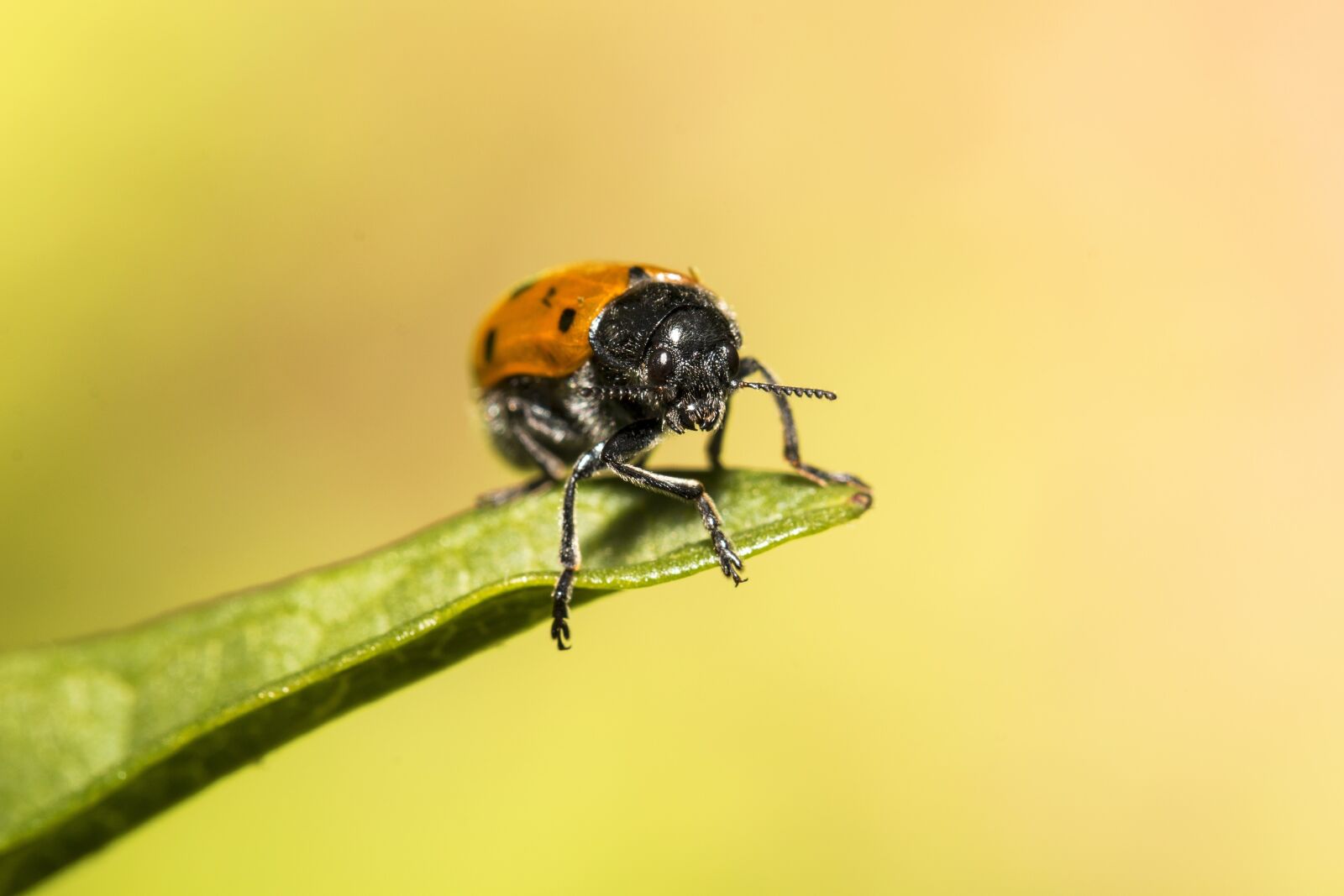 Canon EF 100mm F2.8L Macro IS USM sample photo. Ladybug, nature, colors photography