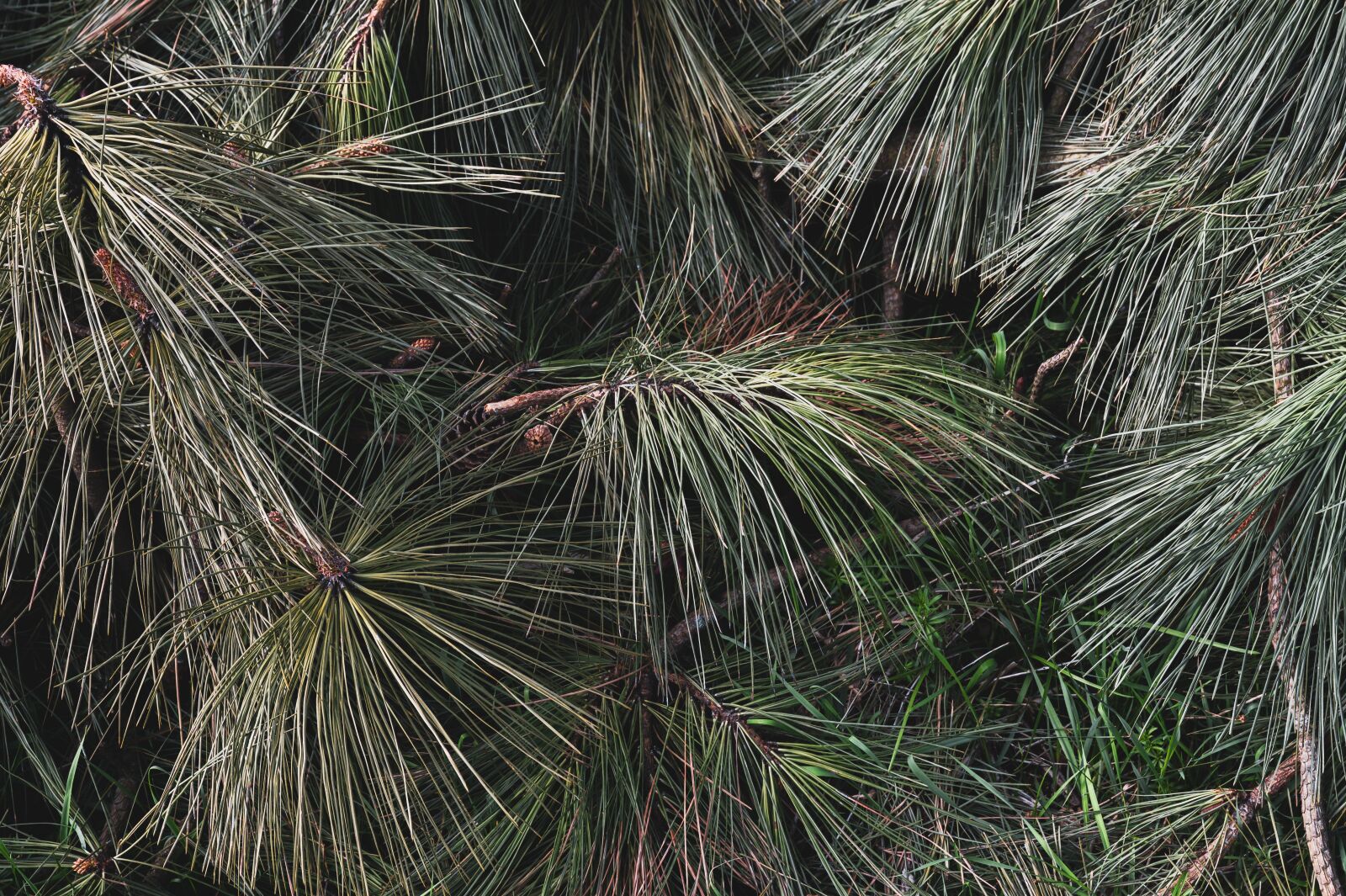 Nikon Nikkor Z 24-70mm F2.8 S sample photo. Nature, pine, tree photography