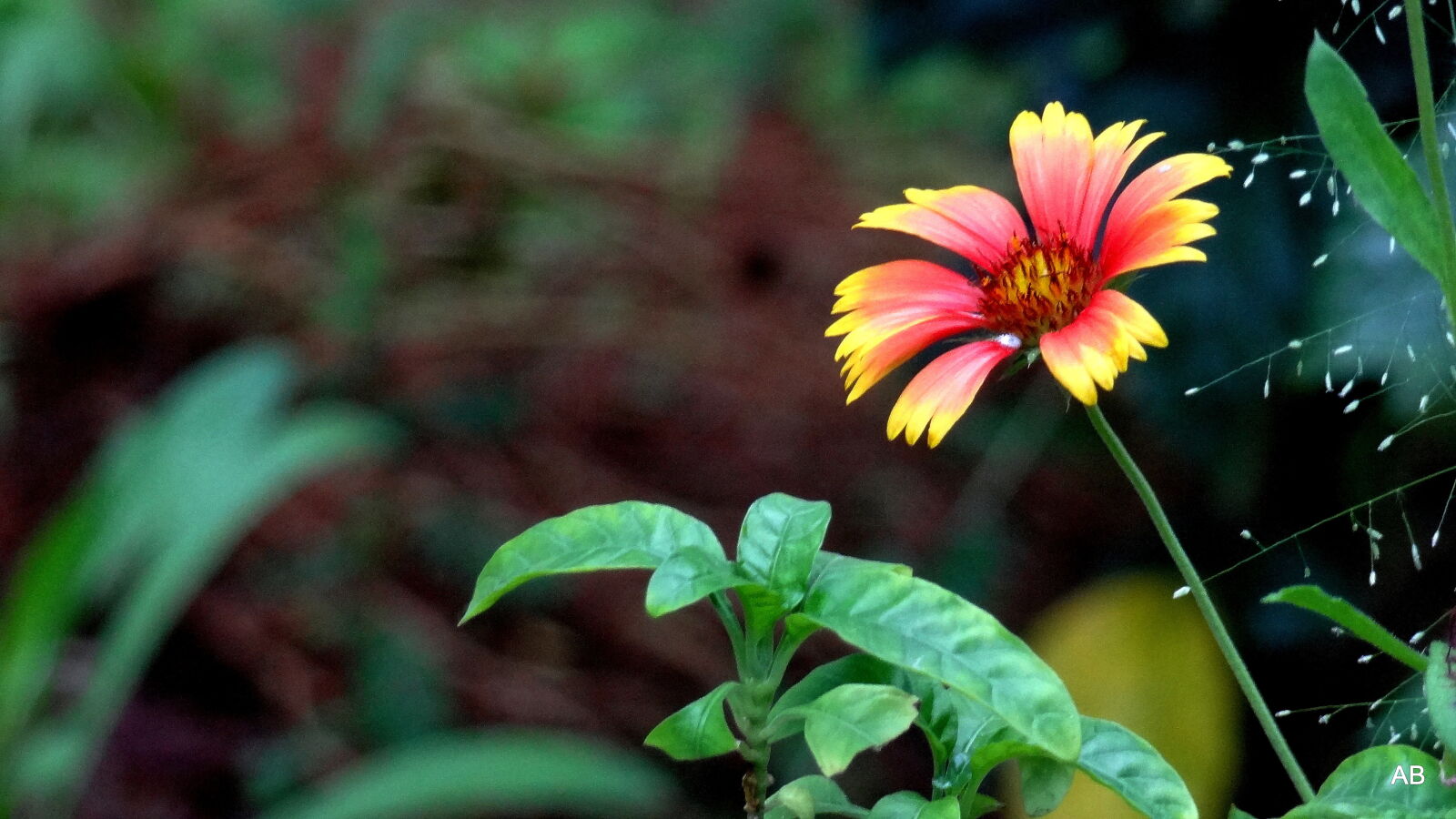 Sony Cyber-shot DSC-HX9V sample photo. A, lily, flower, close photography