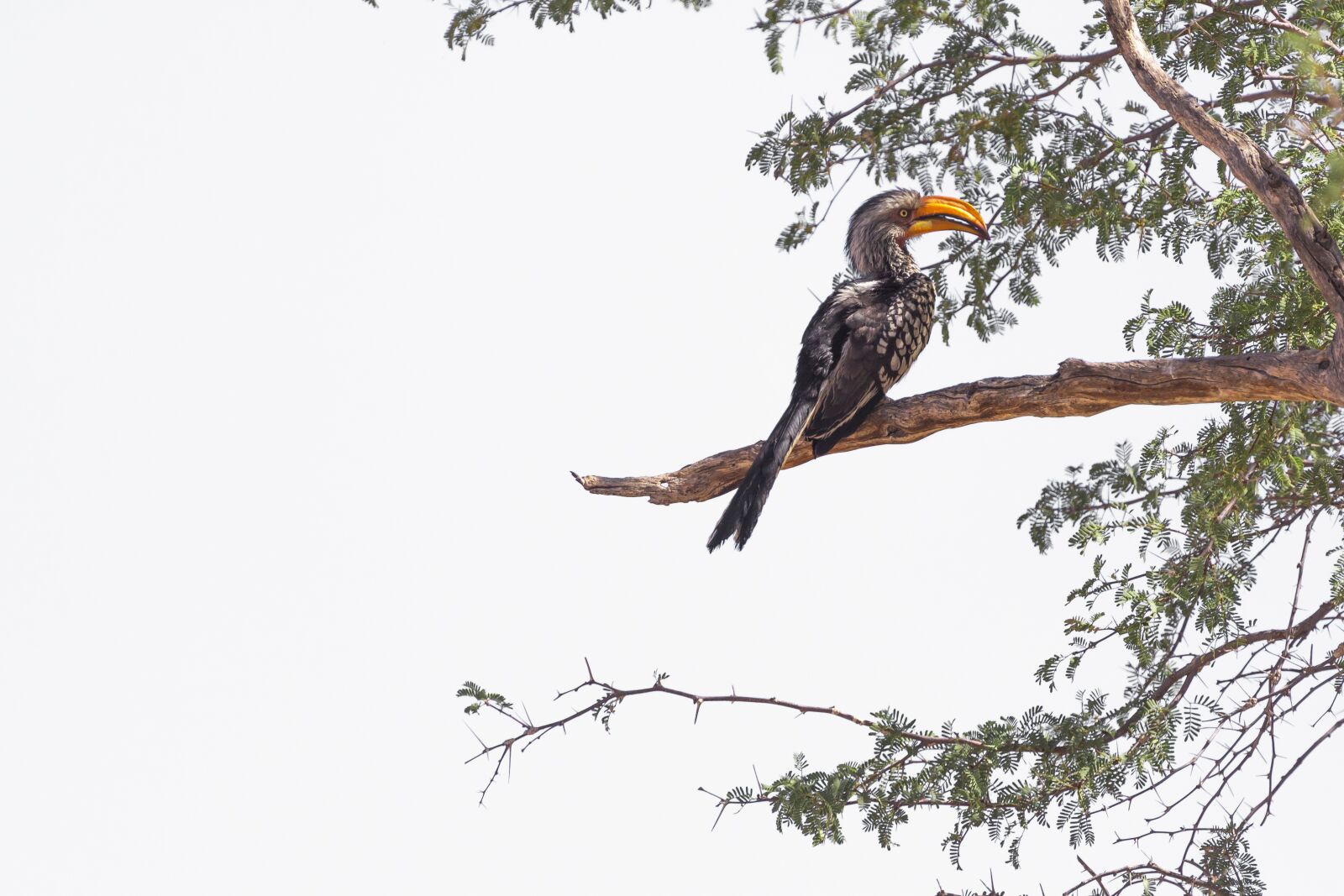 Canon EOS 5D Mark IV sample photo. Hornbill, bird, namibia photography