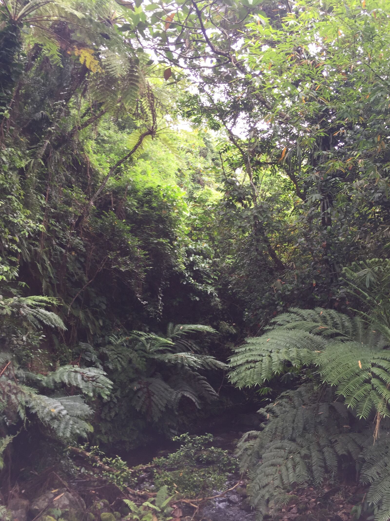 iPhone 6 back camera 4.15mm f/2.2 sample photo. Nature, forest, landscape photography