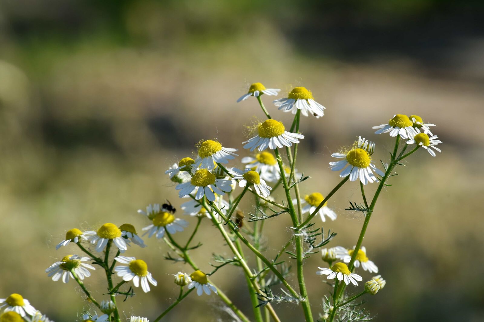 Nikon D5500 sample photo. Chamomile, flower bud, flowering photography