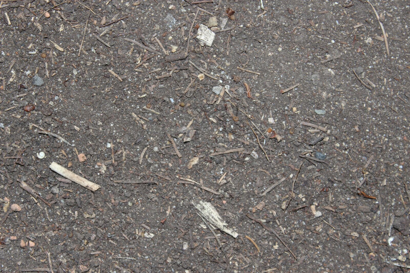 Canon EOS 600D (Rebel EOS T3i / EOS Kiss X5) sample photo. Forest floor, forest earth photography