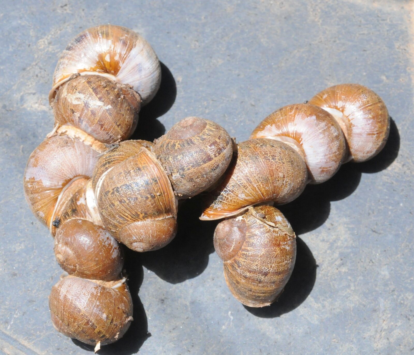 Nikon D300S sample photo. Garden, snails, aestivation photography