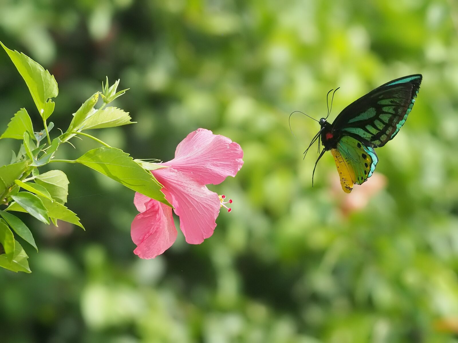 Olympus OM-D E-M5 II sample photo. Hibiscus, butterflies, tropical photography