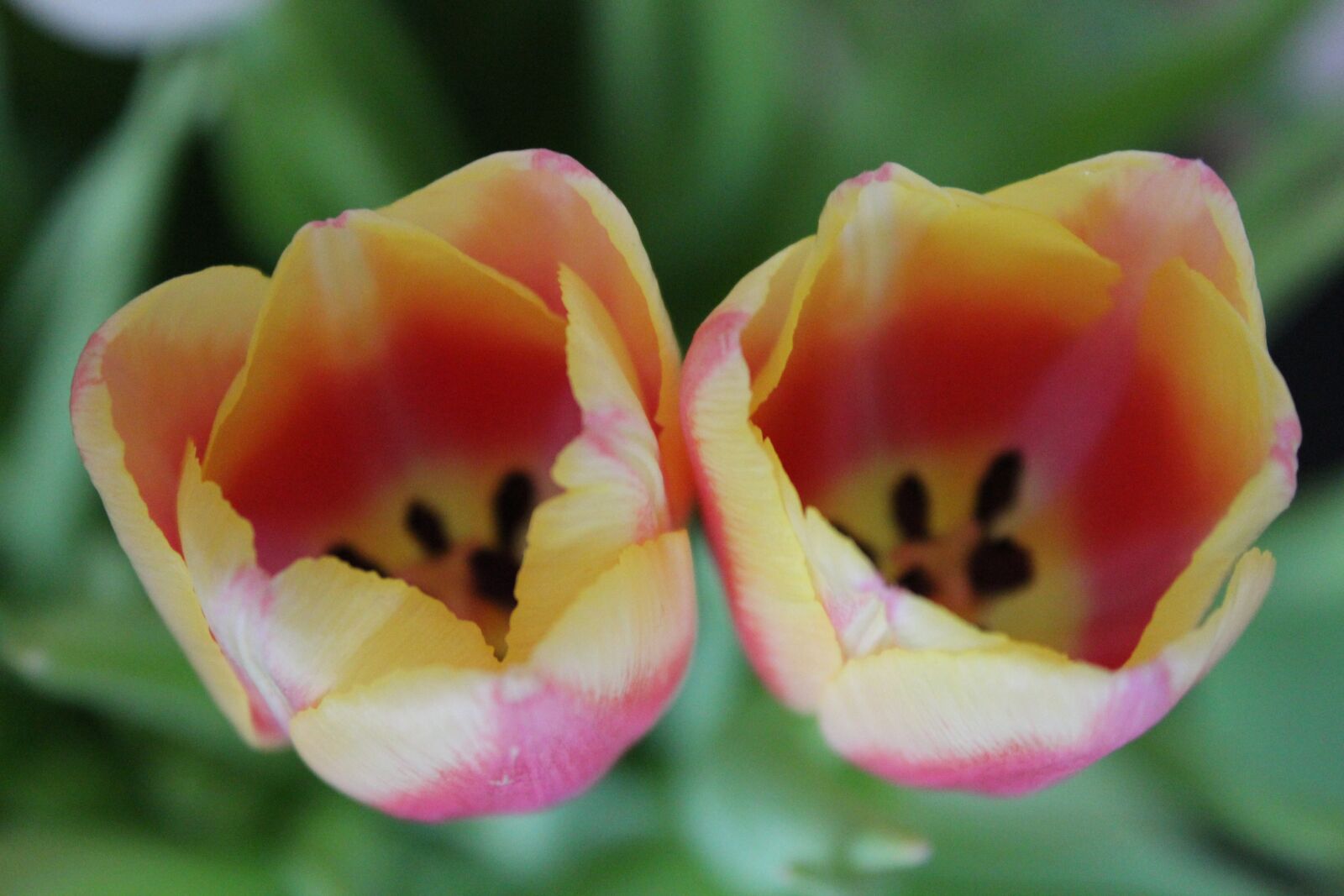 Canon EOS 1300D (EOS Rebel T6 / EOS Kiss X80) sample photo. Tulip, flower, macro photography