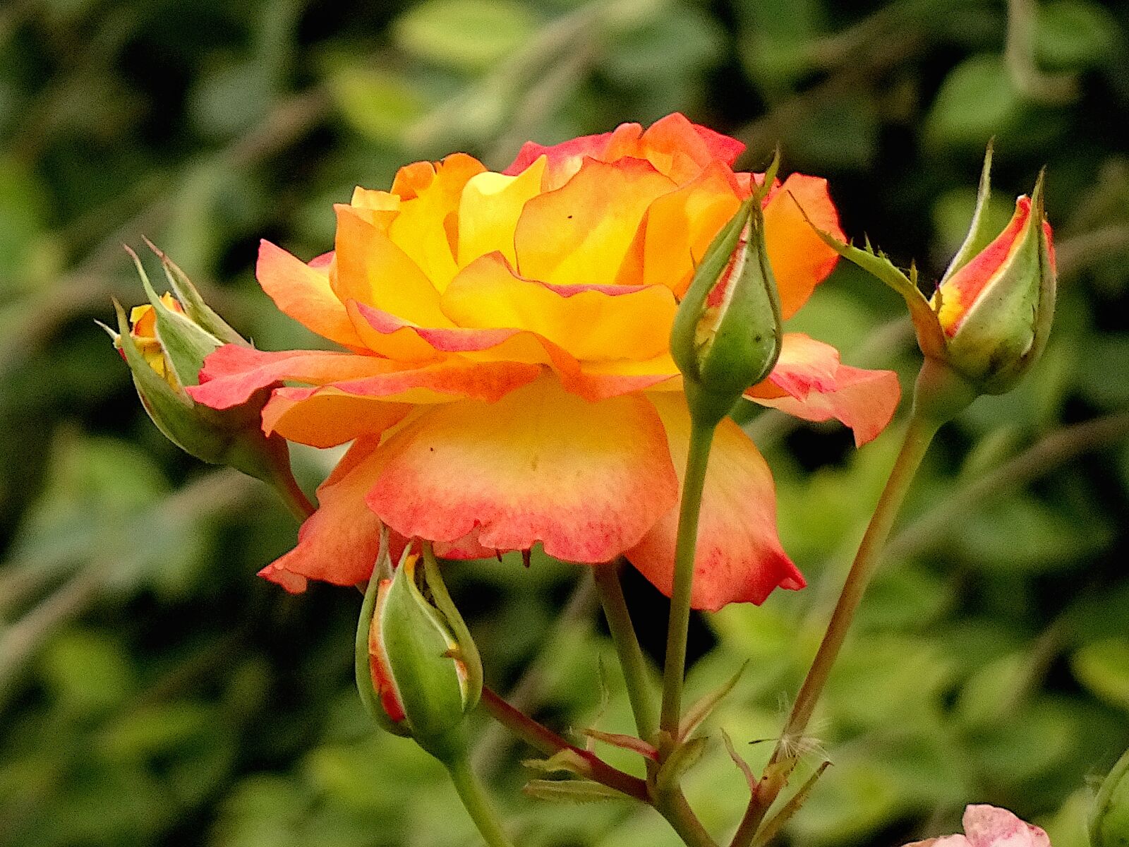 Sony Cyber-shot DSC-HX90V sample photo. Pink, roses, flowering shrubs photography
