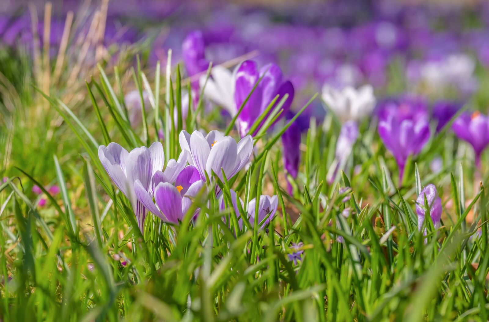 Fujifilm X-T10 sample photo. Crocus, spring, flowers photography