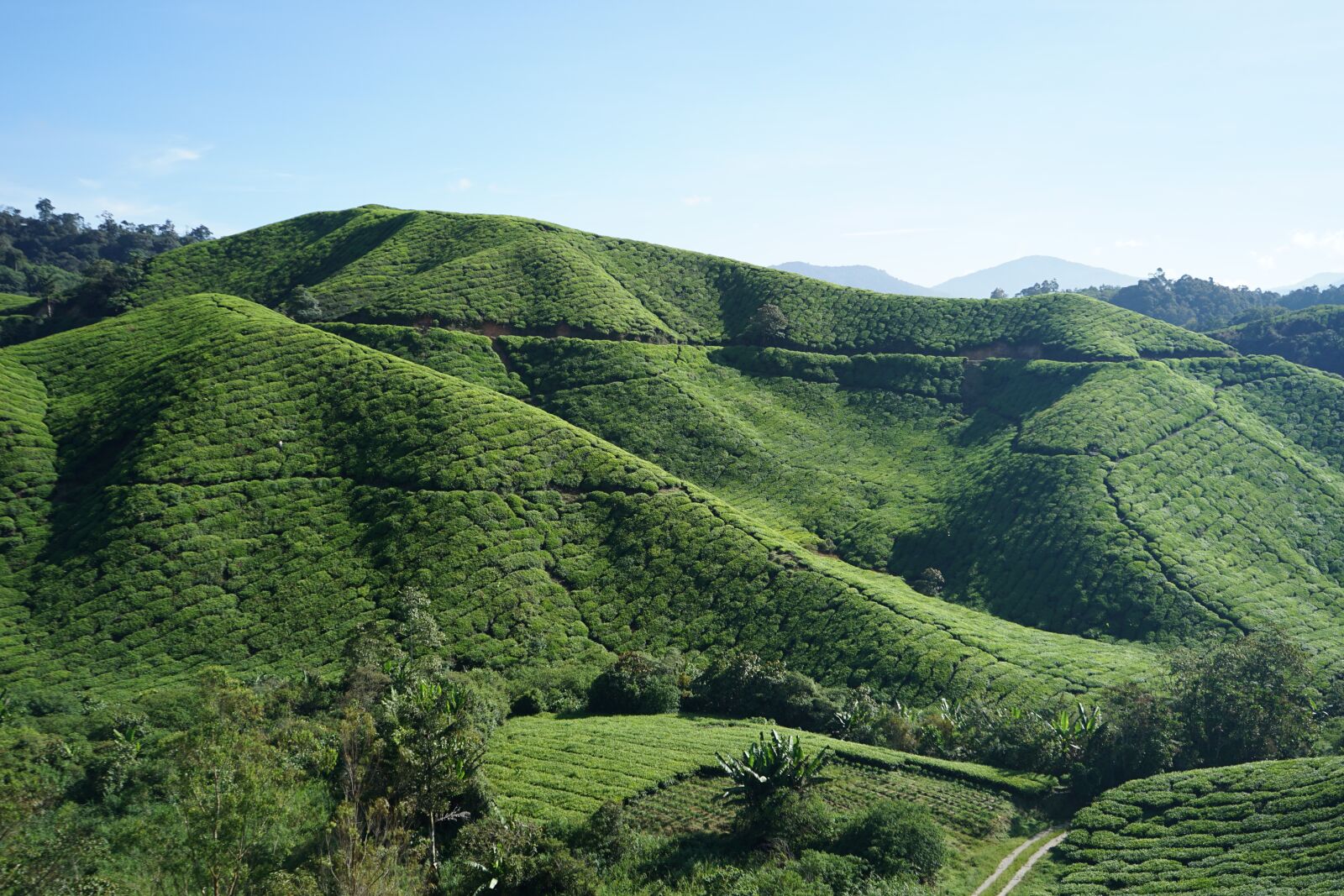 Sony a7 II + Sony FE 28-70mm F3.5-5.6 OSS sample photo. Tea, cameron highland, malaysia photography