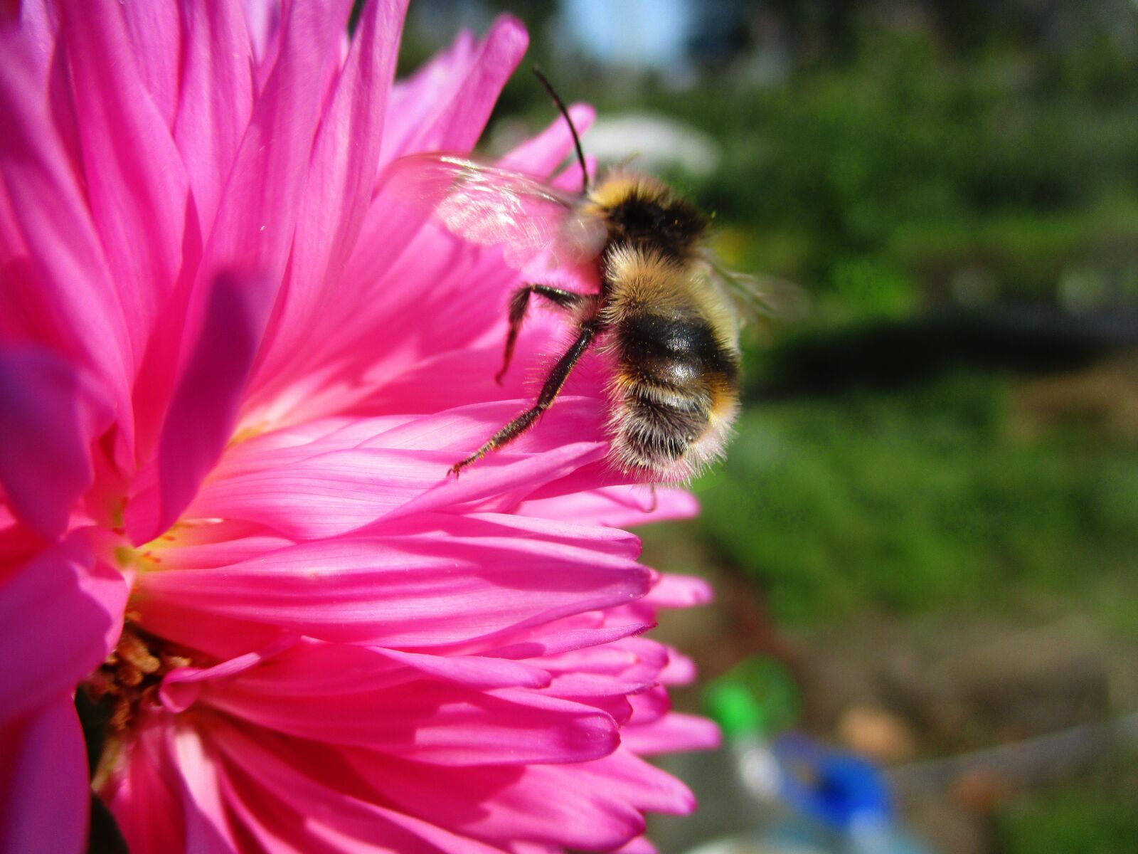 Canon IXUS 185 sample photo. Bumblebee, astra, flower photography