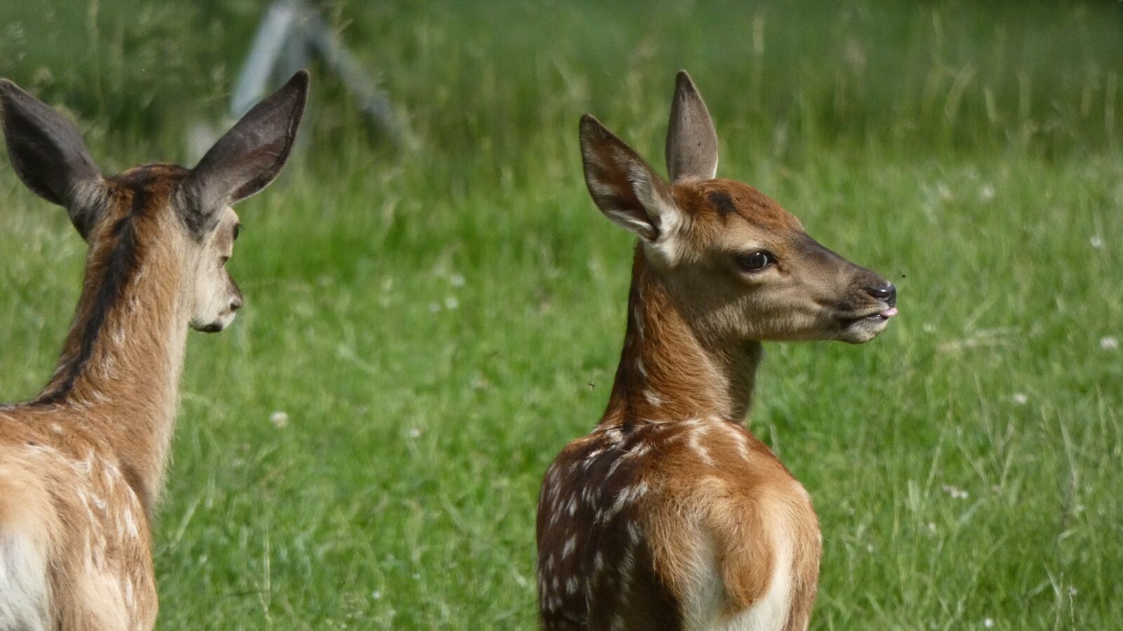 Panasonic Lumix DC-FZ80 (Lumix DC-FZ82) sample photo. Roe deer, black forest photography