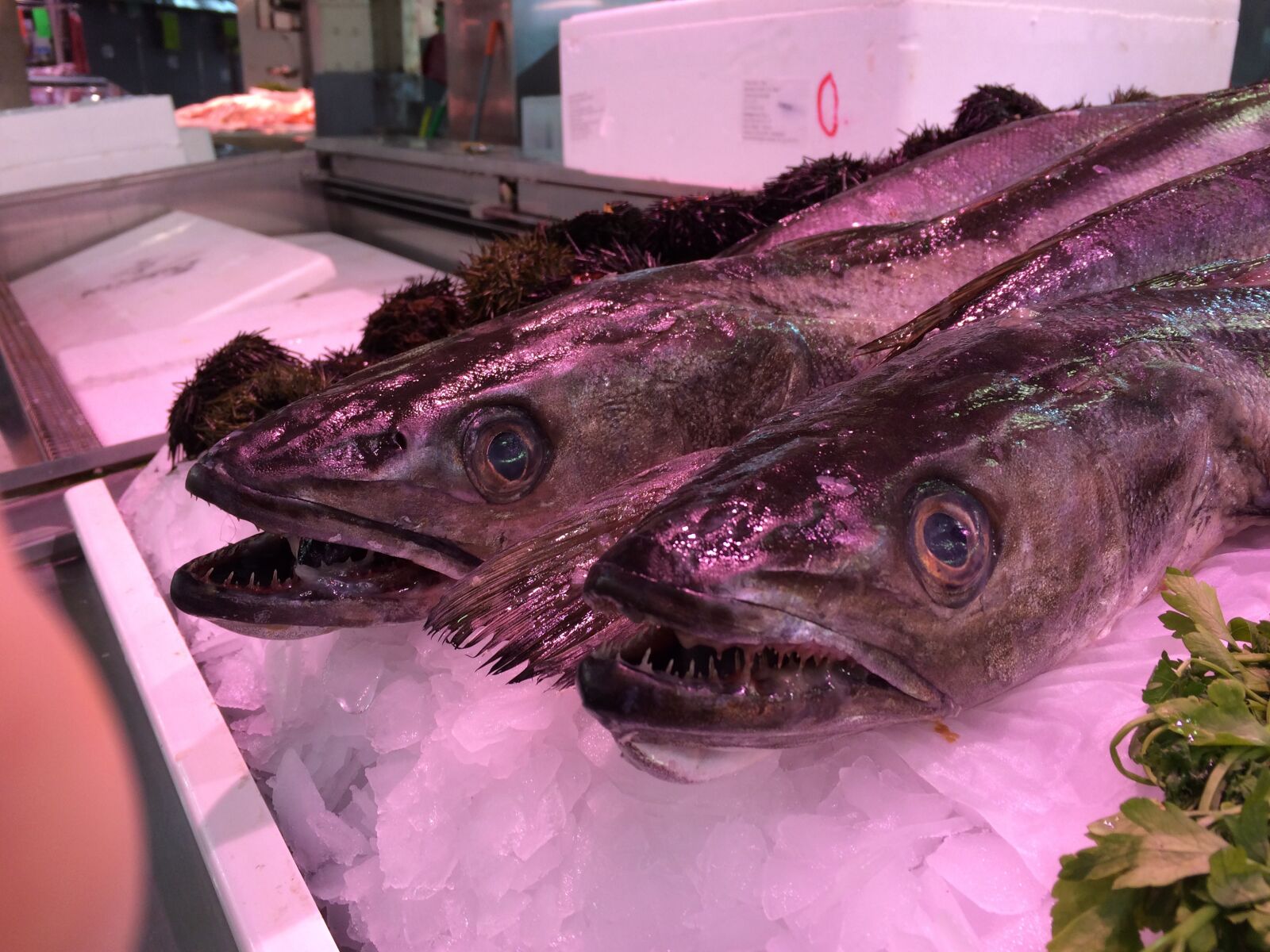 iPhone 5s back camera 4.15mm f/2.2 sample photo. Fish, market, fish market photography