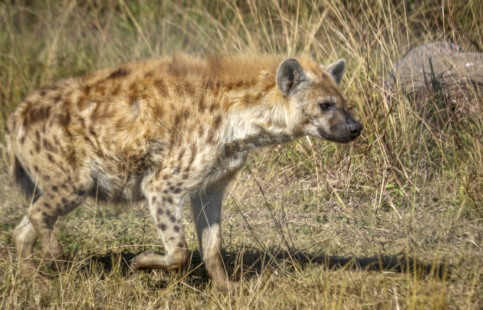 Canon EOS 100D (EOS Rebel SL1 / EOS Kiss X7) + Canon EF-S 55-250mm F4-5.6 IS II sample photo. Hyena, spotted, hunter photography